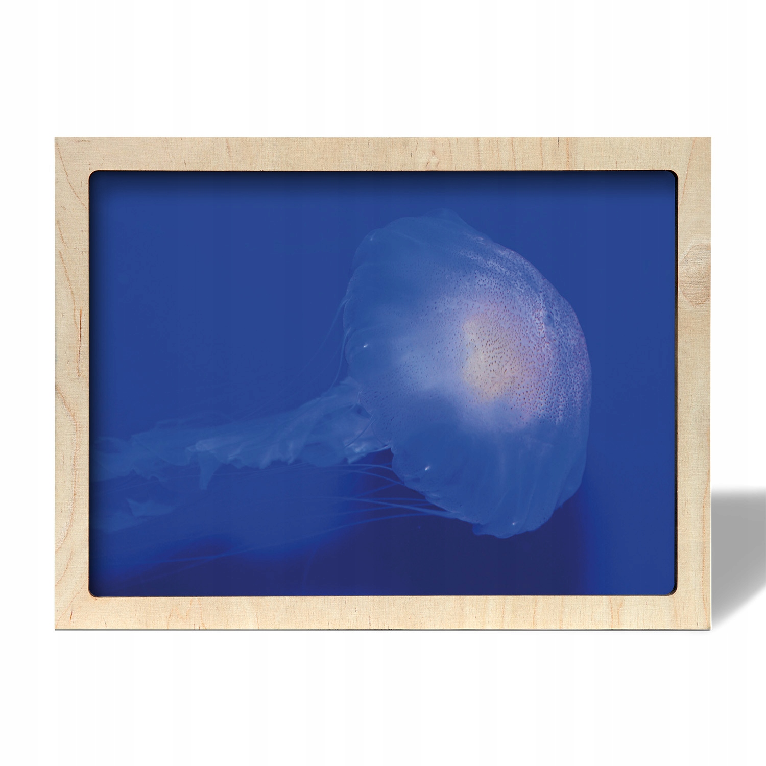 Nástěnný fotoobraz rámeček Medúza oceán moře 70x50