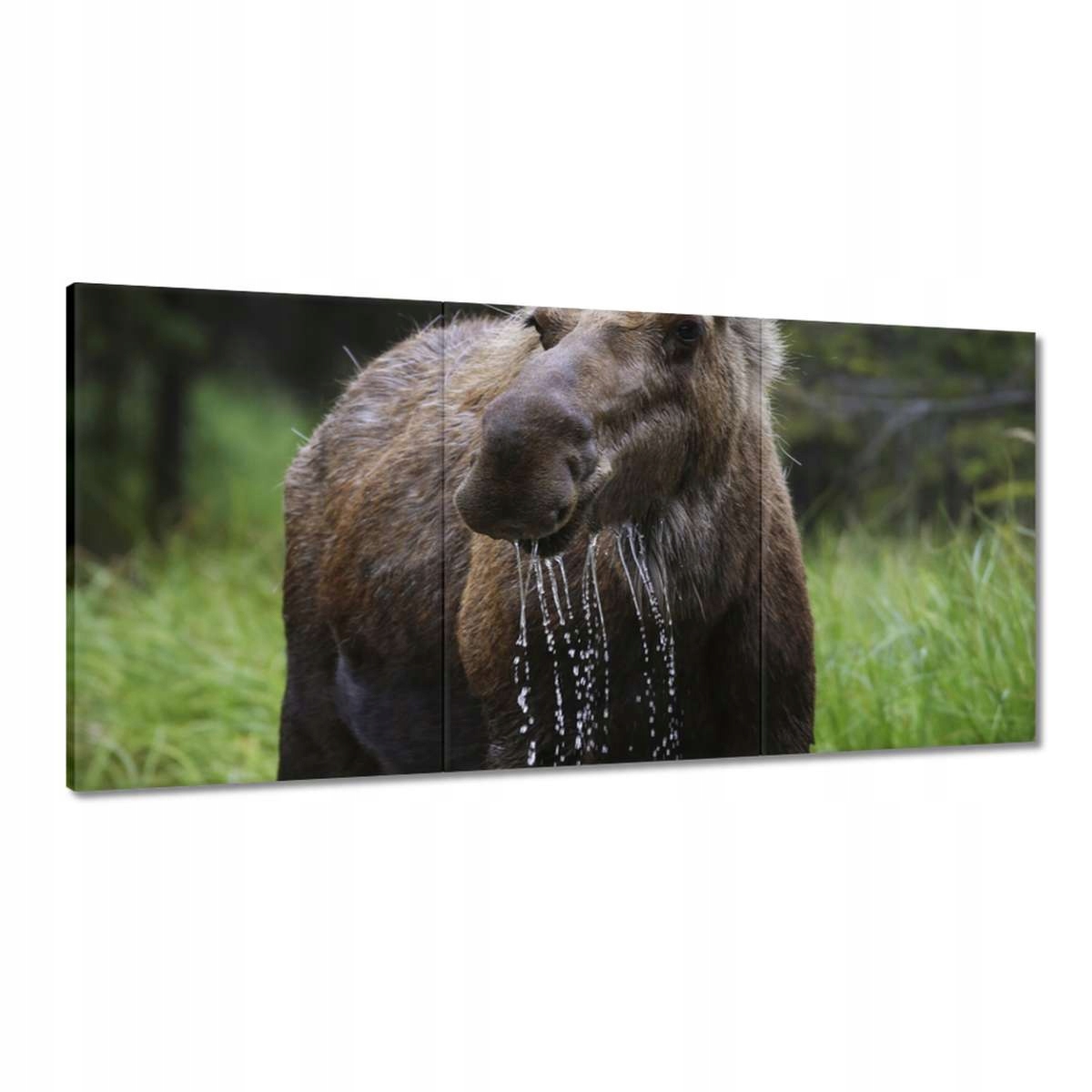 Obrazy 180x90 Los Losie Zvieratá