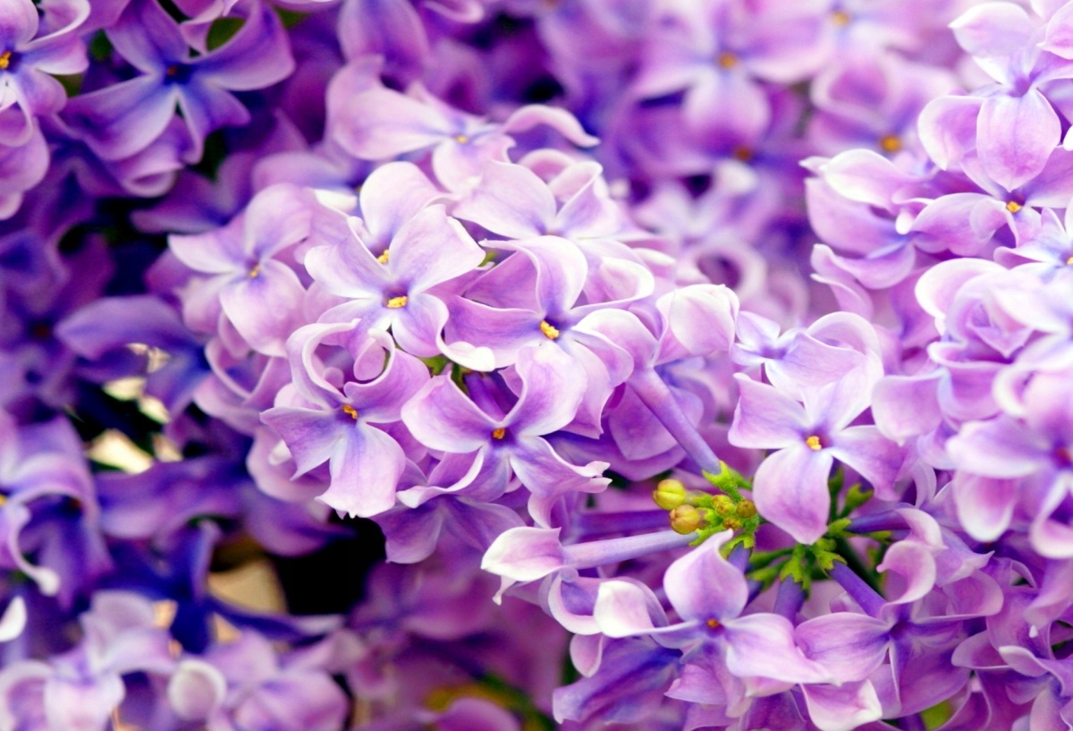 

Tapeta flizelinowa Fioletowe kwiaty - 104x70