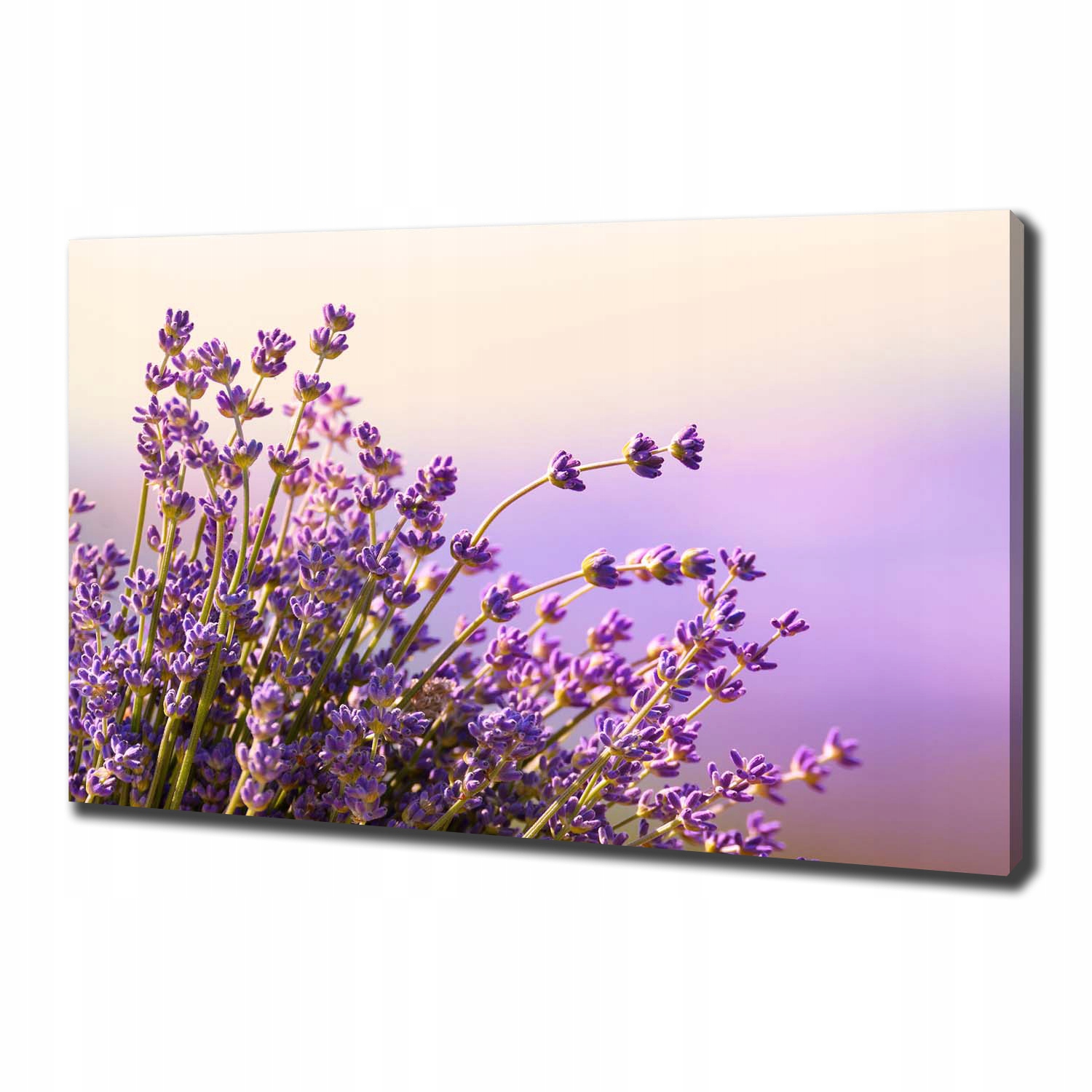 

Foto obraz canvas na ścianę Lawenda 100x70 cm
