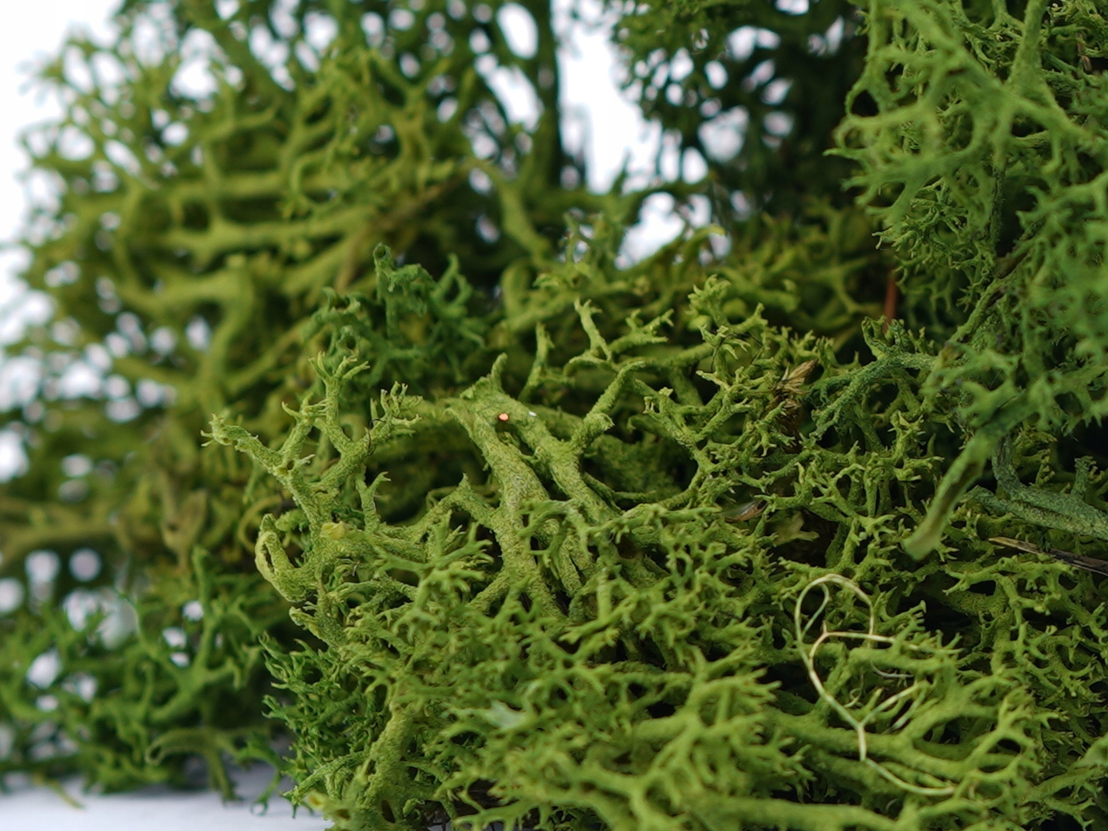 MECH CHROBOTEK ZIELONY RENIFEROWY NATURALNY OZDOBNY DO STROIKÓW TRAWIASTY Marka Topoblu