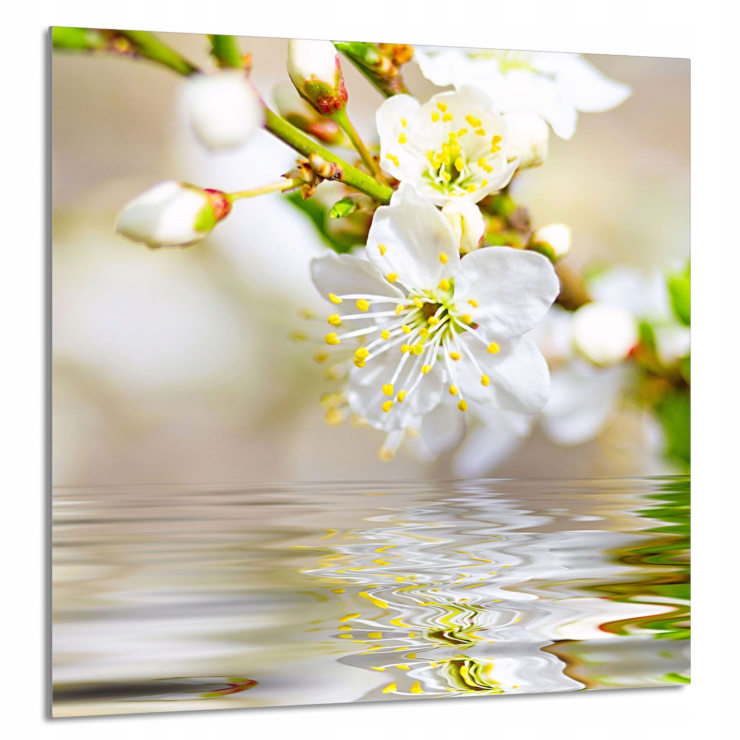 Skleněný Panel Do Kuchyně 60x65 Slíva Tvrzené Sklo