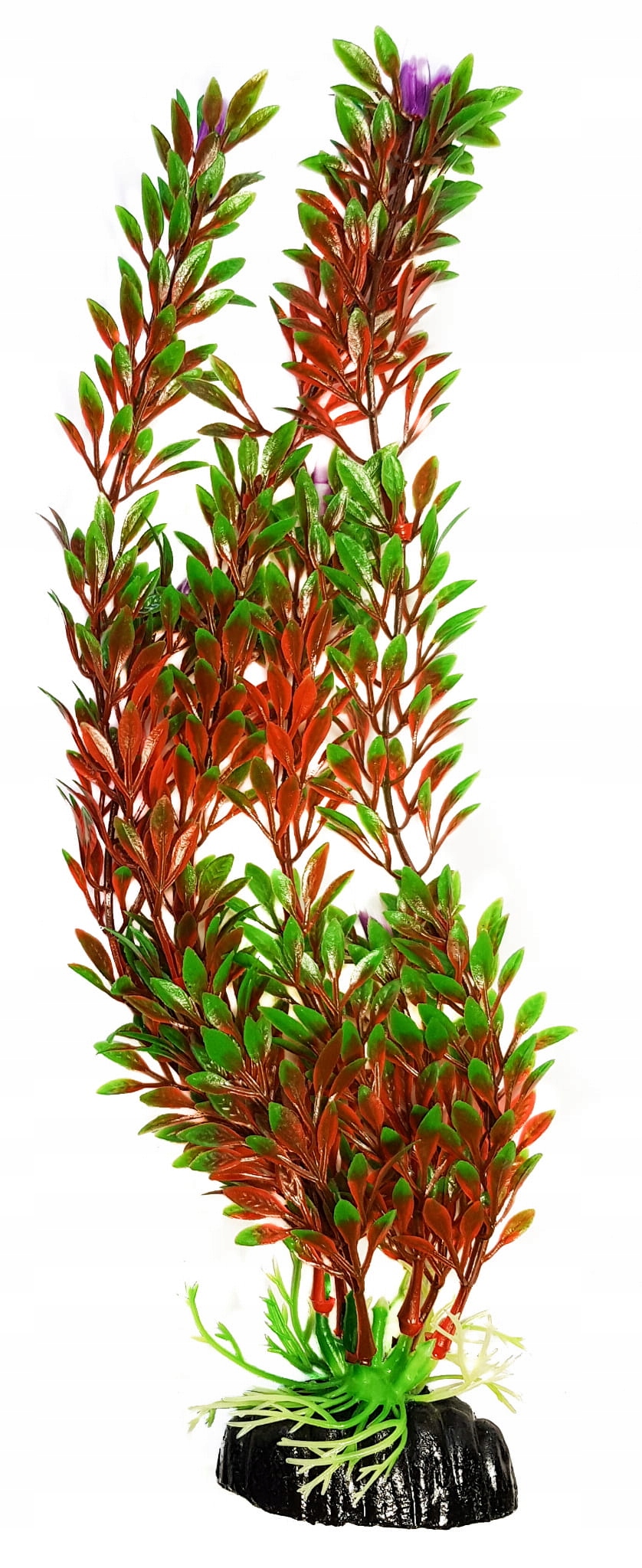 

Roślina akwariowa Arychnik czerwono-zielony 40 cm