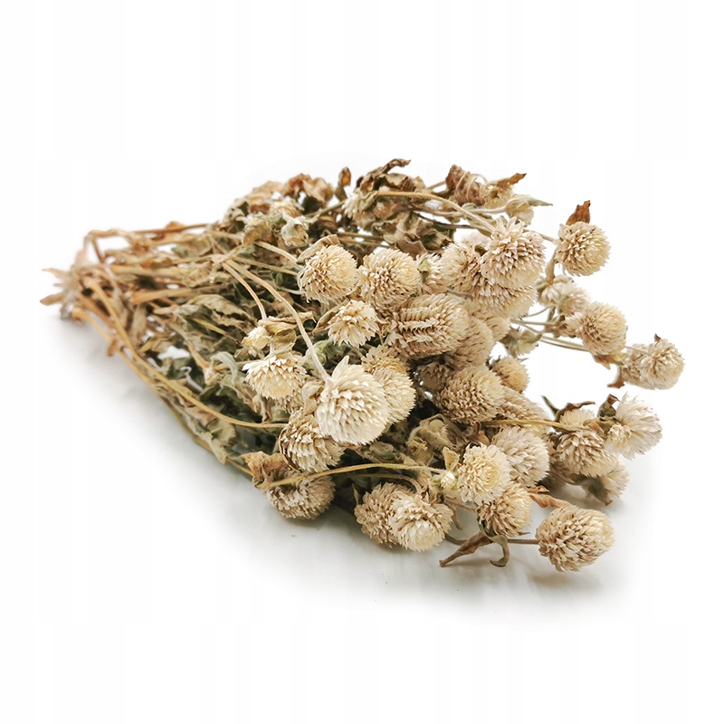 

Gomfrena suszona gomphrena wiecznik kulisty susz