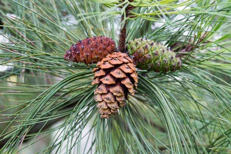 P9 SOSNA ŻÓŁTA PINUS PONDEROSA WYTRZYMAŁA NA SUSZĘ I MRÓZ SADZONKA