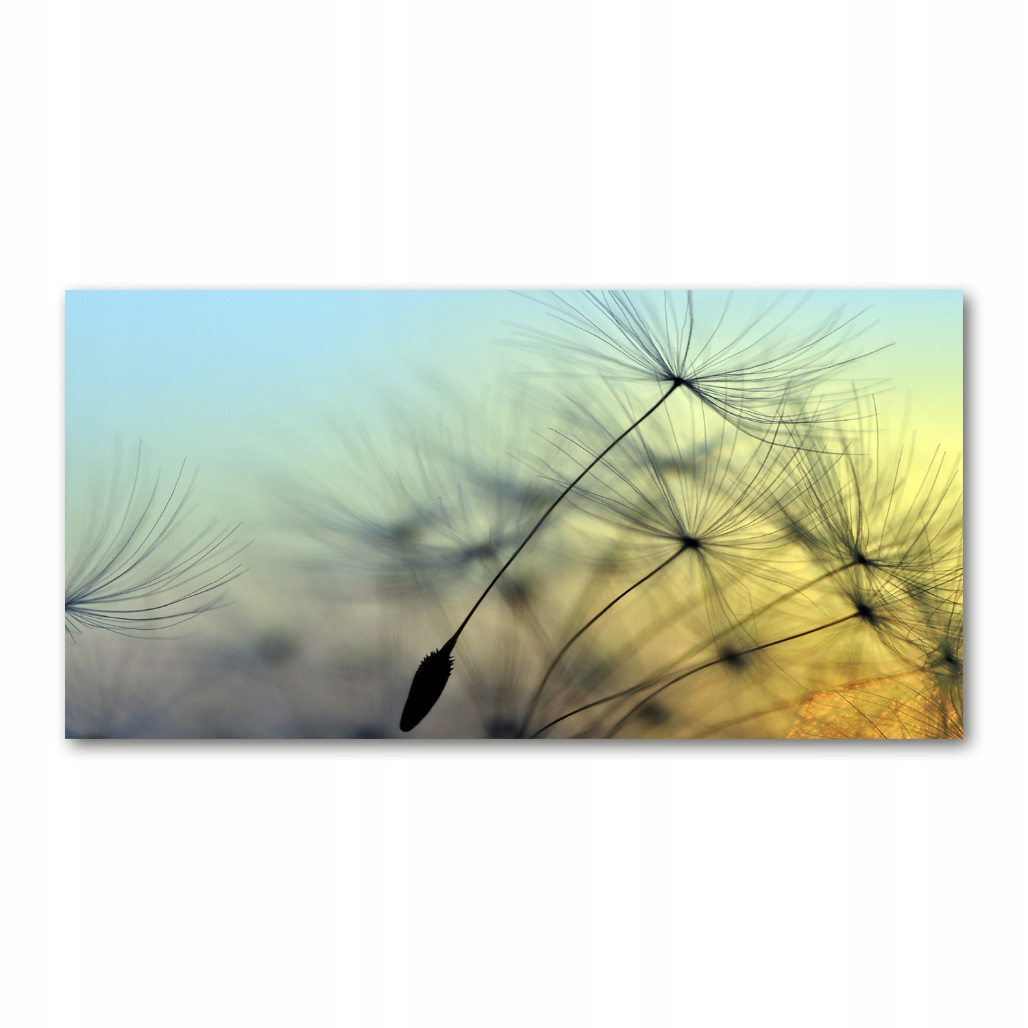 

Foto-obraz akrylowy Nasiona dmuchawca 140x70 cm