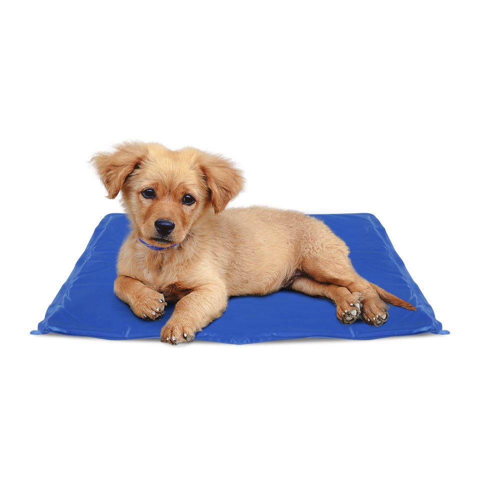 

Mata chłodząca dla psa 60 x 80 cm