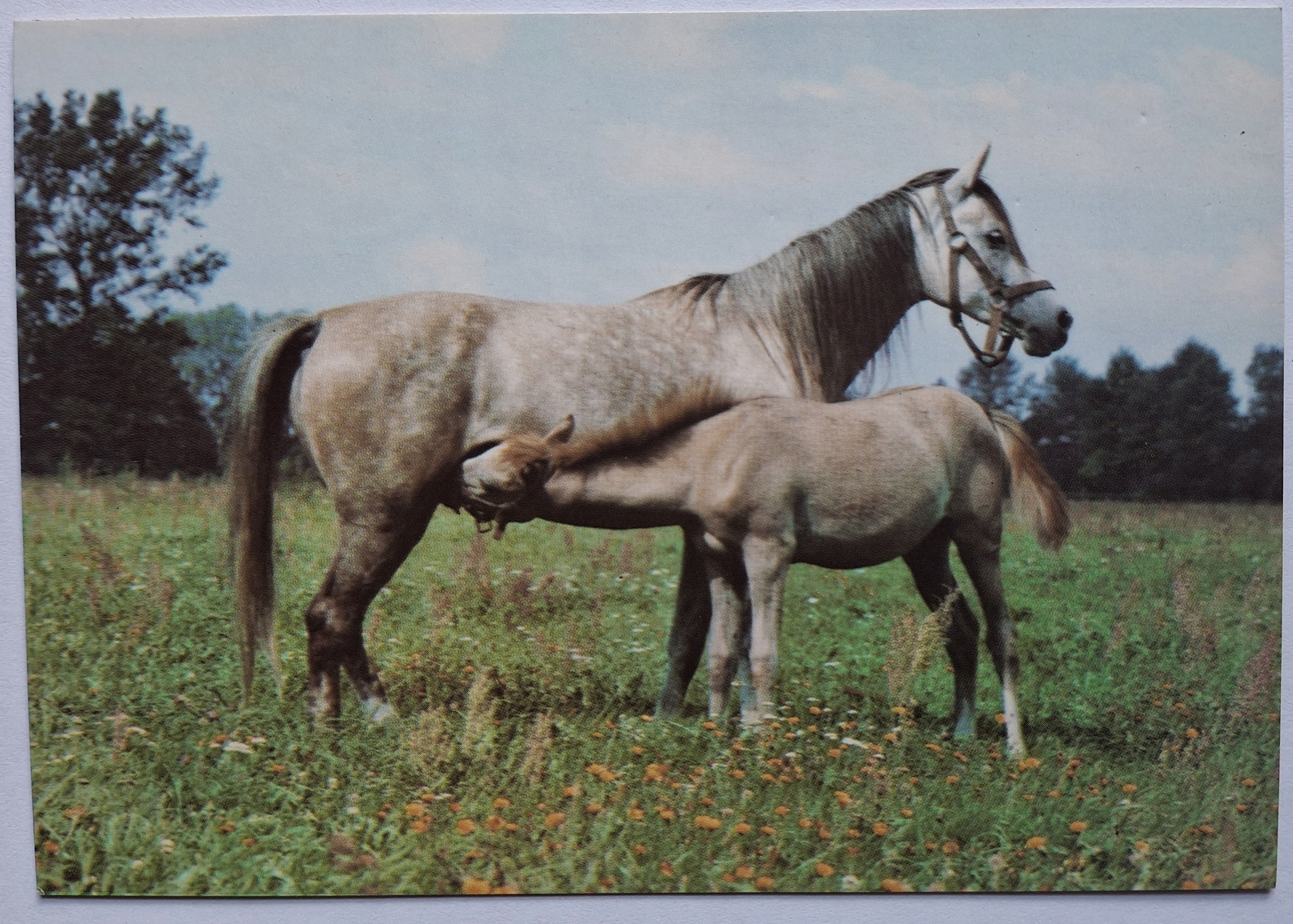 KLACZ ETENCJA - STADNINA KONI W JANOWIE PODLASKIM