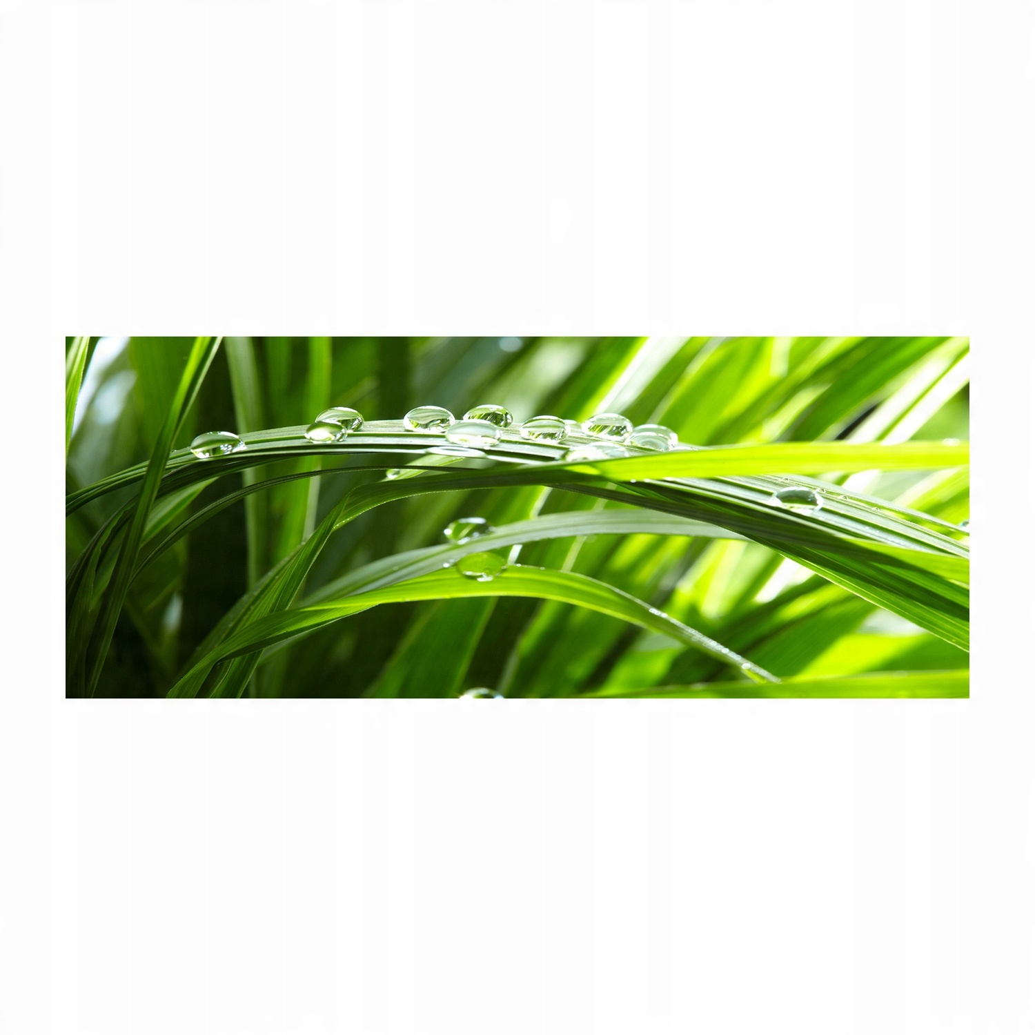 

Foto obraz szkło akryl Krople na trawie 125x50 cm