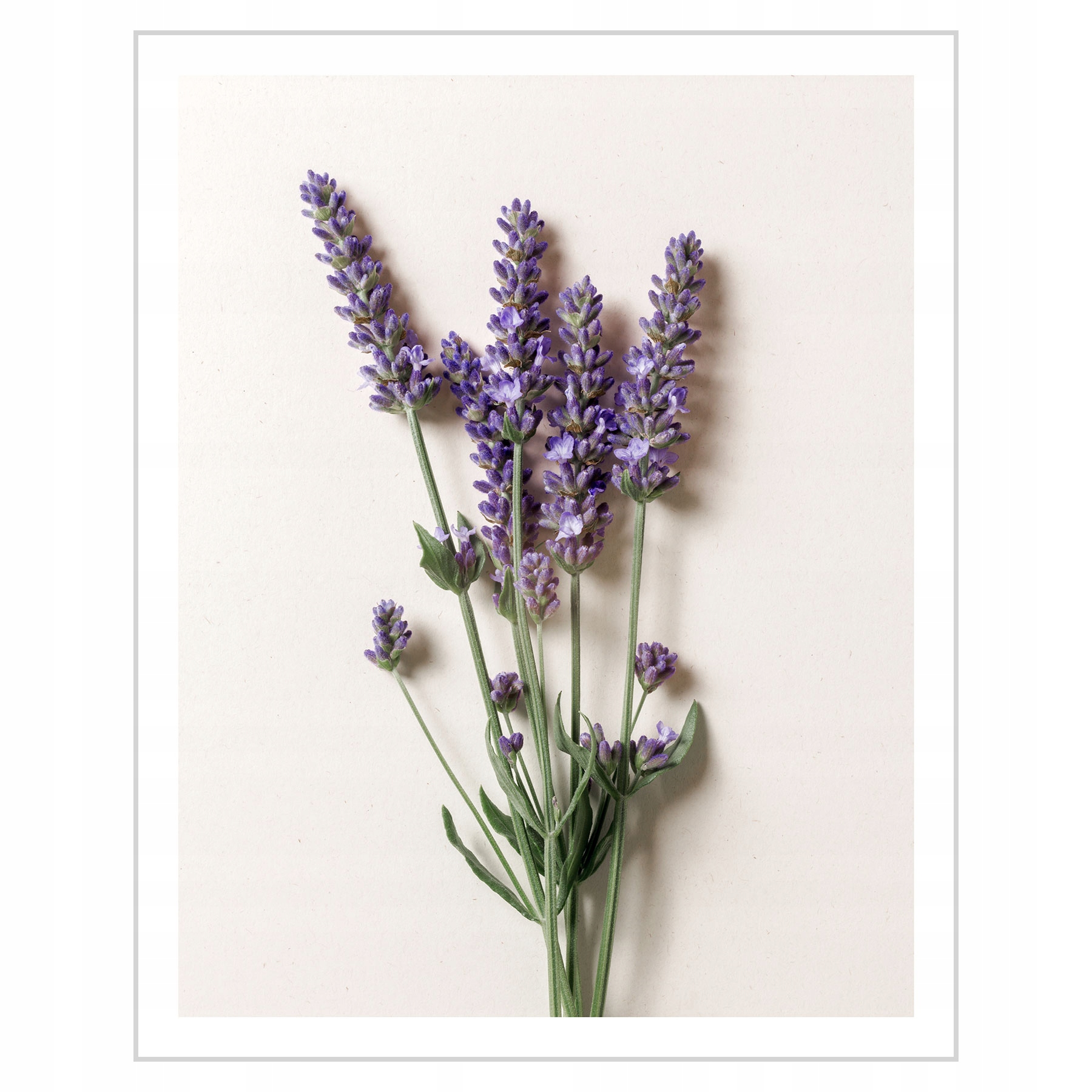 

Plakat 24x30 Pędy lawendy N01