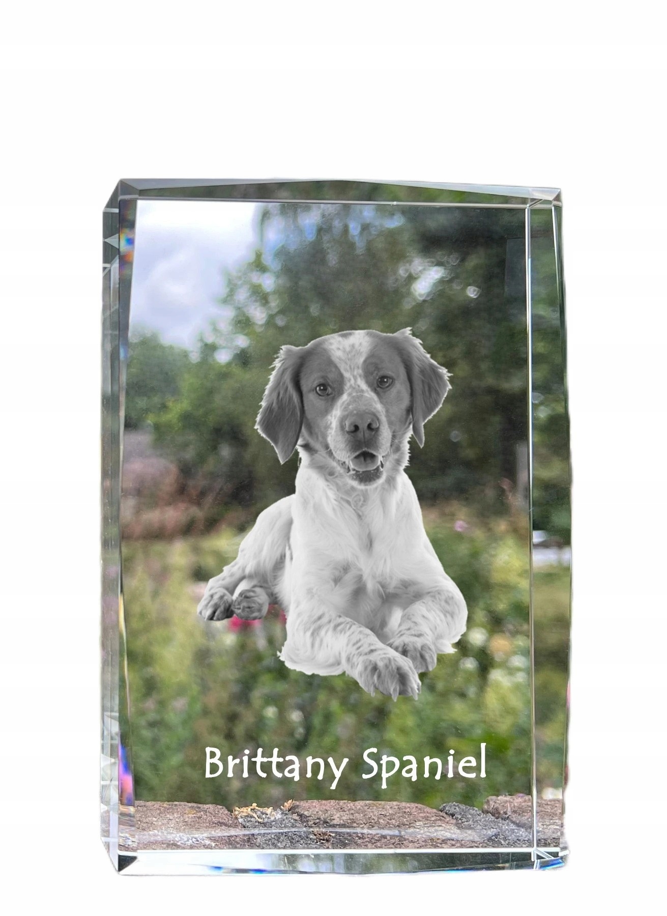 Brittany Spaniel fotografia psa v kryštáli, suvenír, trofej, poďakovanie