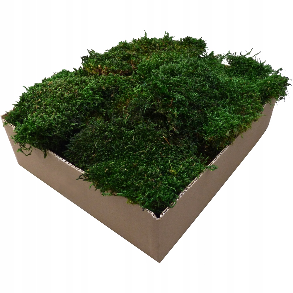 Mech Płaski PREMIUM Natural Green Karton 300g Kolor zielony