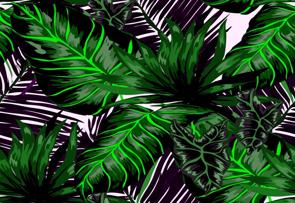 

Fototapeta Flizelinowa Liście Monstera - 152x104