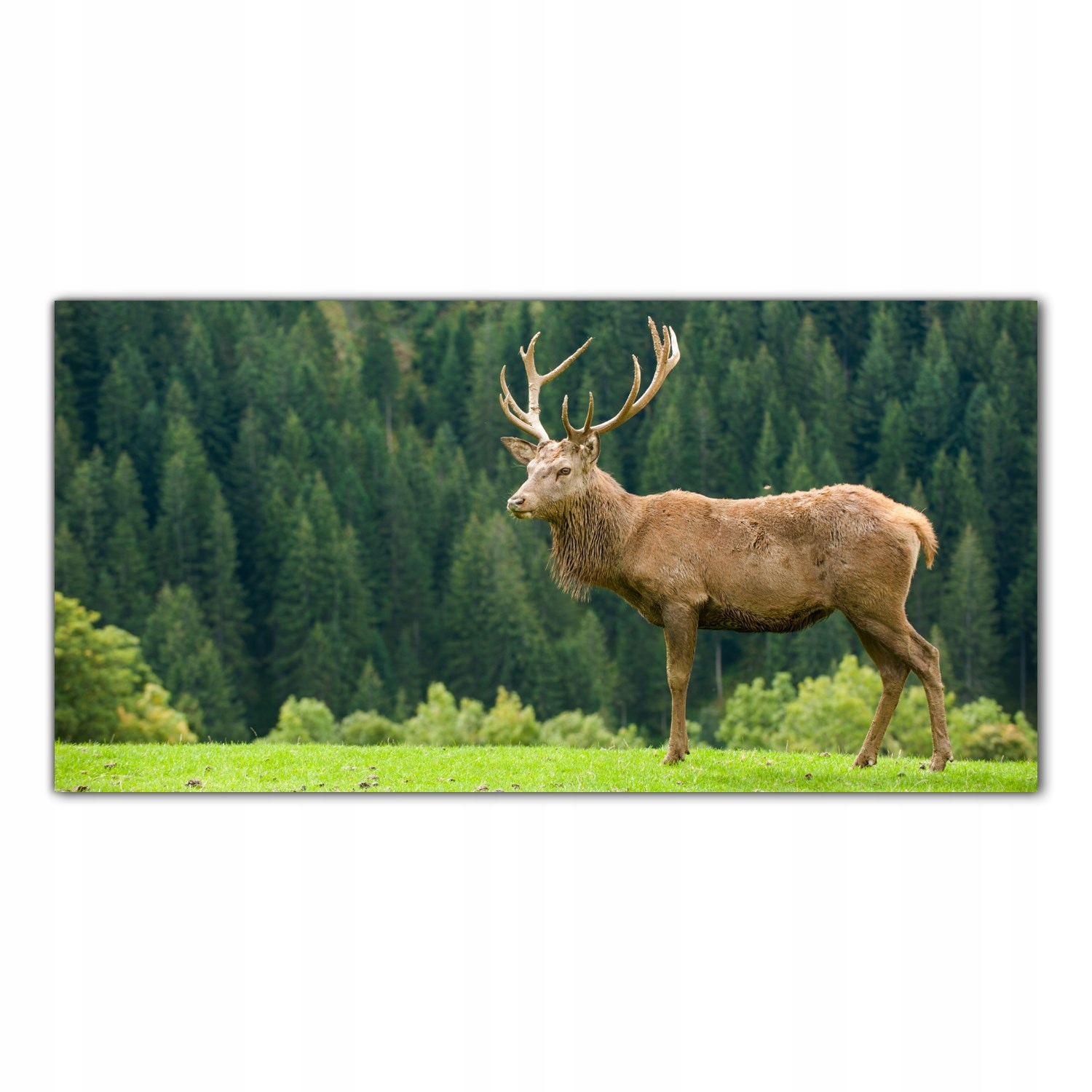 

Hartowany Obraz Szklany Jeleń Góry Wzgórze 100x50