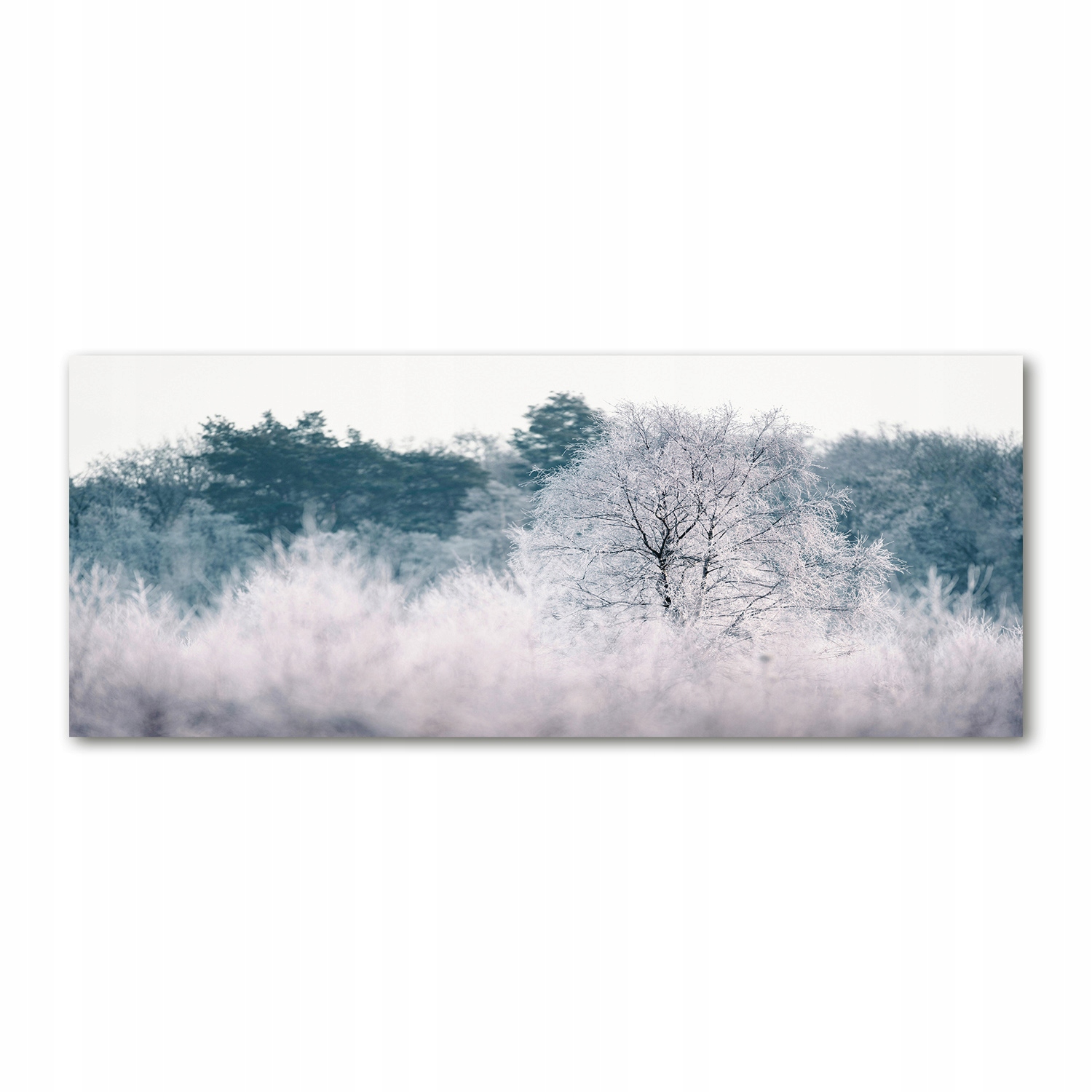 

Foto obraz na szkle akrylowym Drzewa zimą 125x50cm