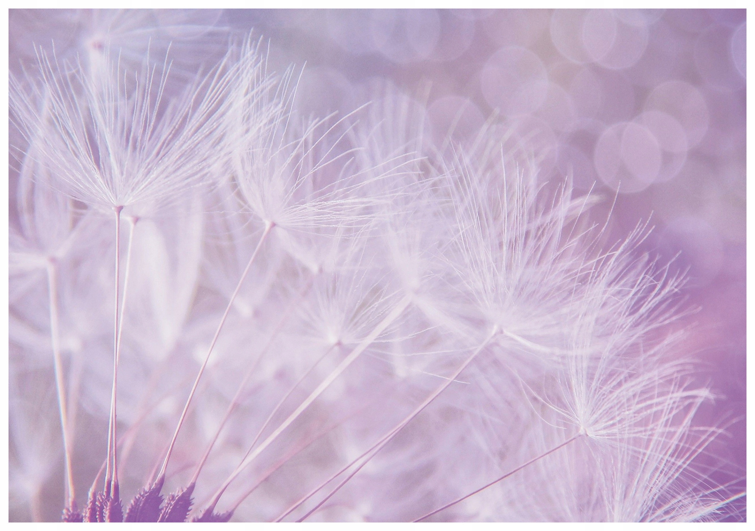 Vliesová fototapeta s dúchadlom jemnosť na stenách 312x219 lepidlo