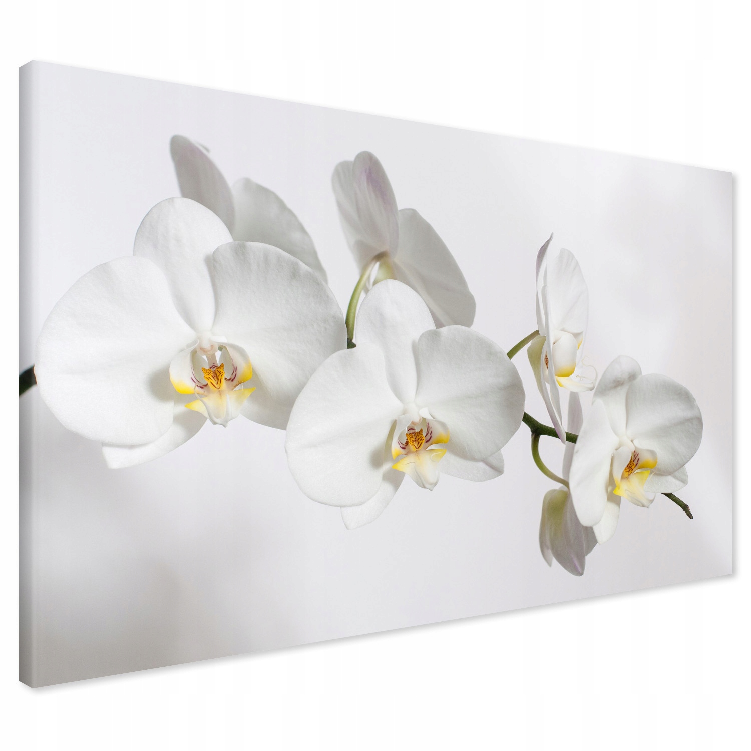 

Obraz na płótnie orchidea kwiat 100x70