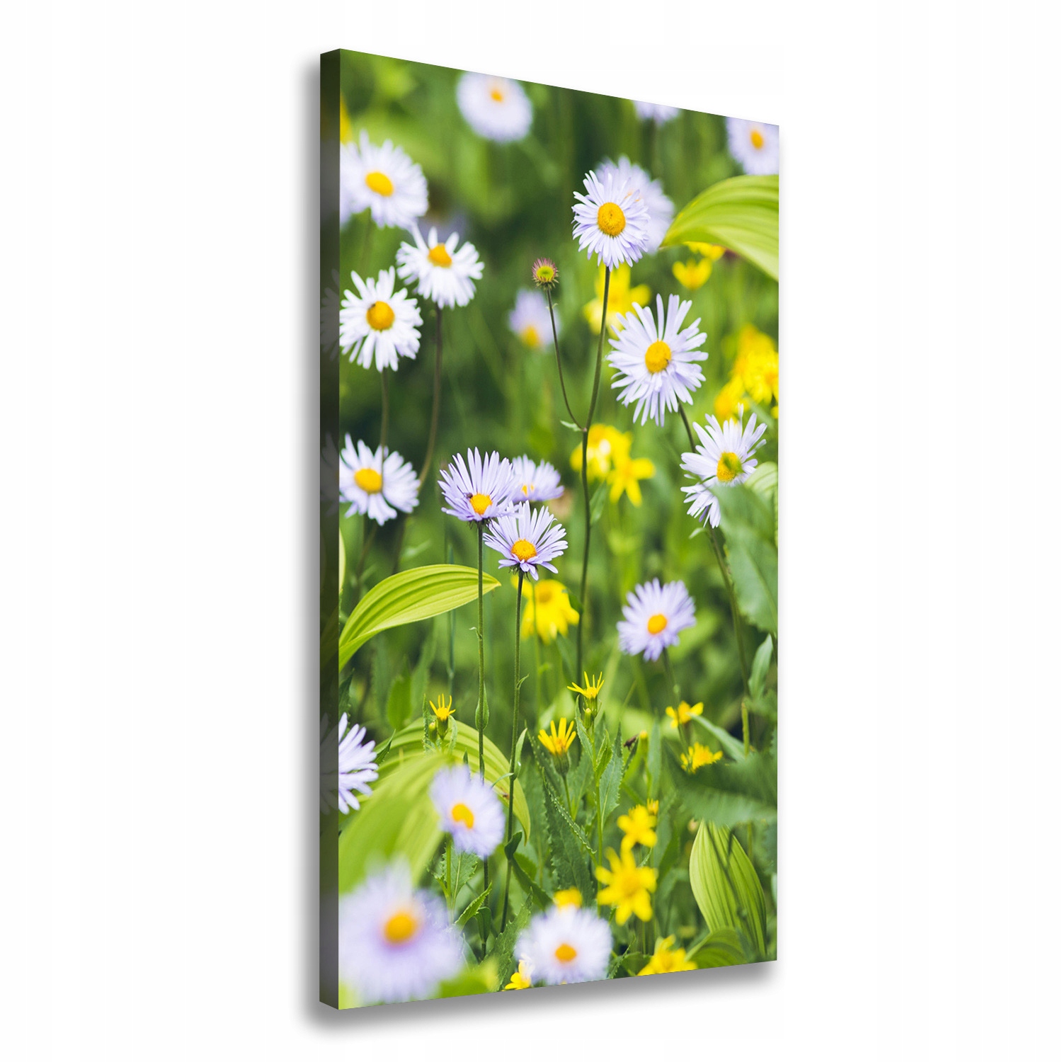 Fotoobraz obraz na plátně do obývacího pokoje Sedmikrásky 70x140 cm