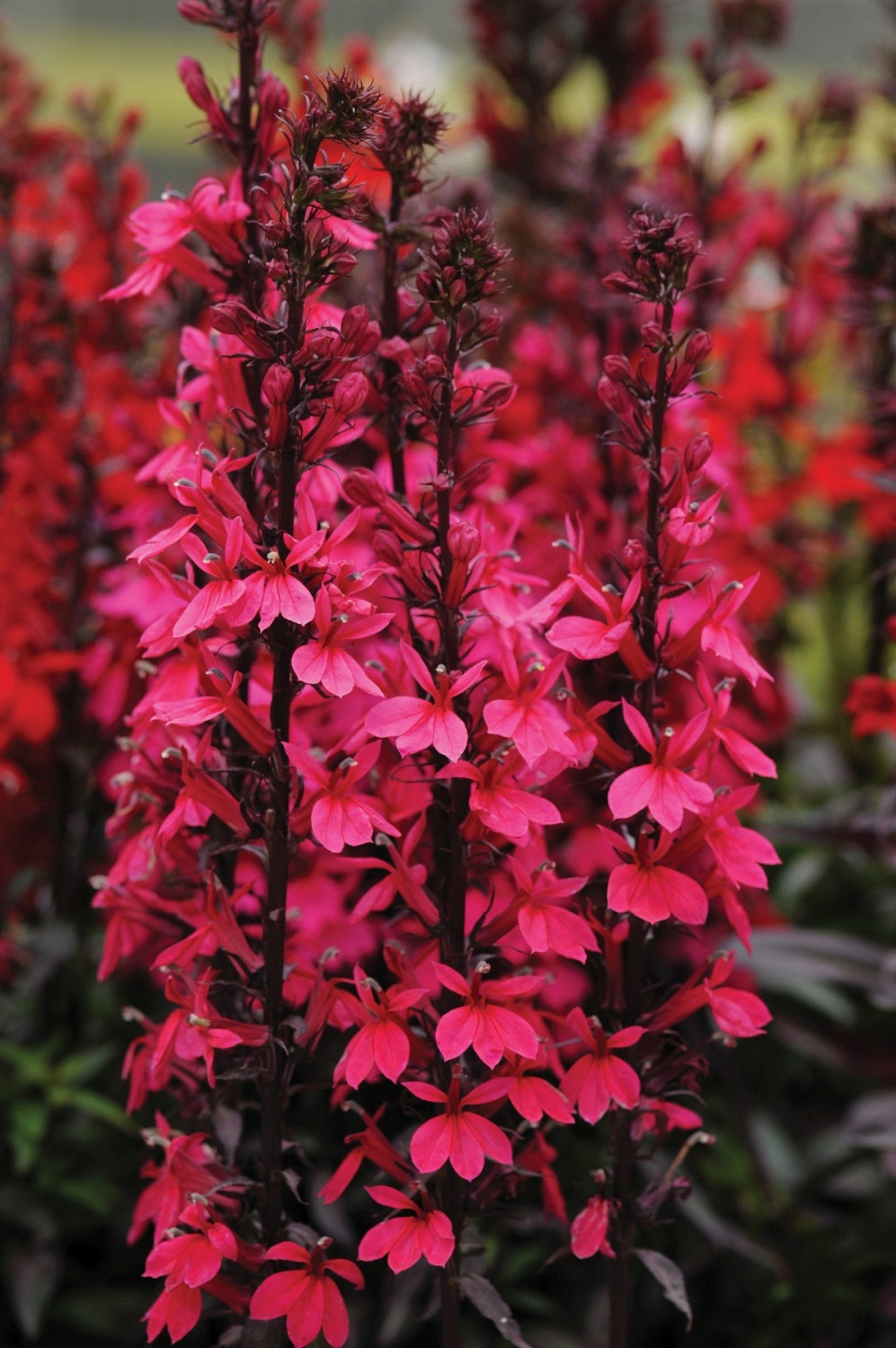 Lobelia okazała 'Starship Deep Rose poj.2l
