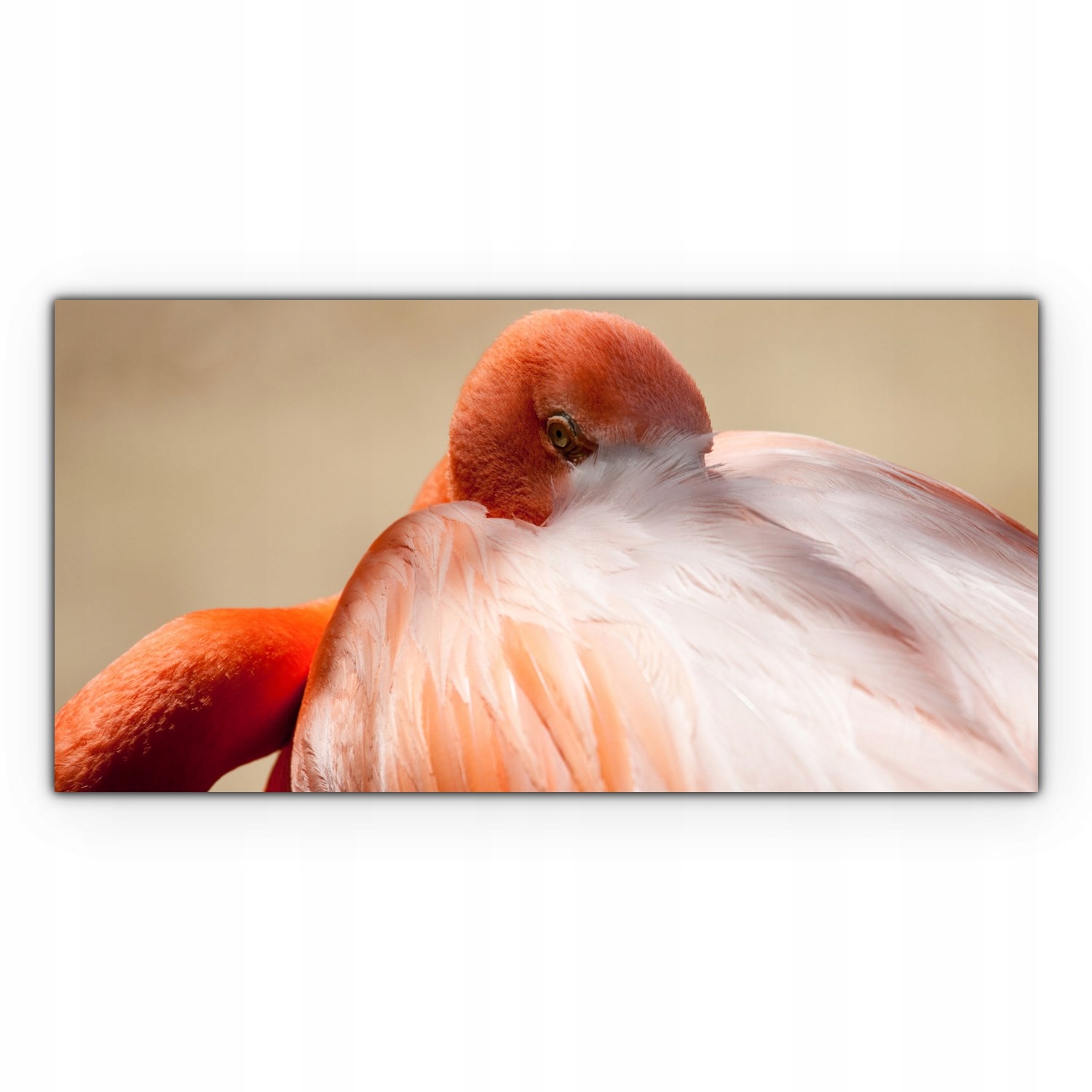 

foto-obraz na płótnie 120x60 Flaming Ptak Zwierzę