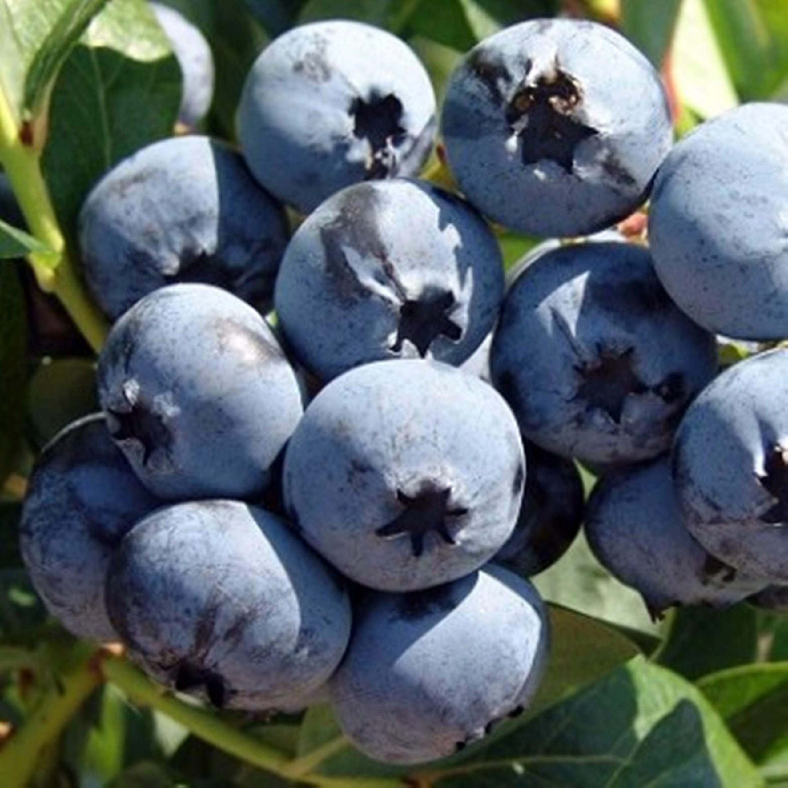 Голубика садовая чандлер. Голубика садовая сорт чандлер. Голубика высокорослая эллиот. Фото грецкого ореха в скорлупе отзывы. Сорт чендлер.