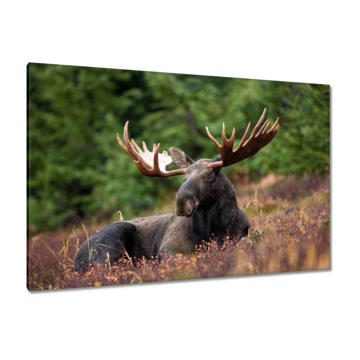 Obrazy 120x80 Los v hale