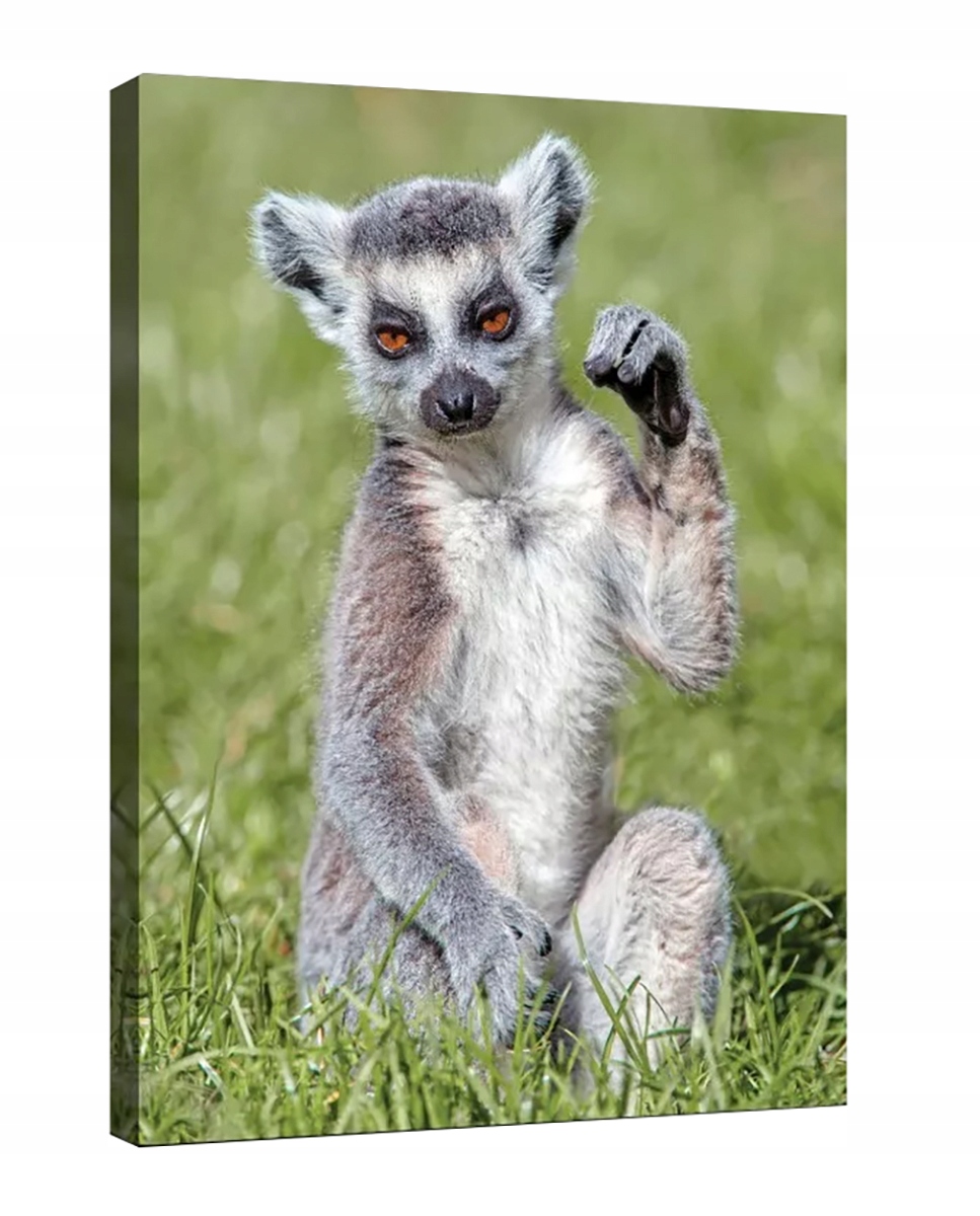 Obraz Na Plátně Canvas 60x80 Lemur Zvíře Fauna