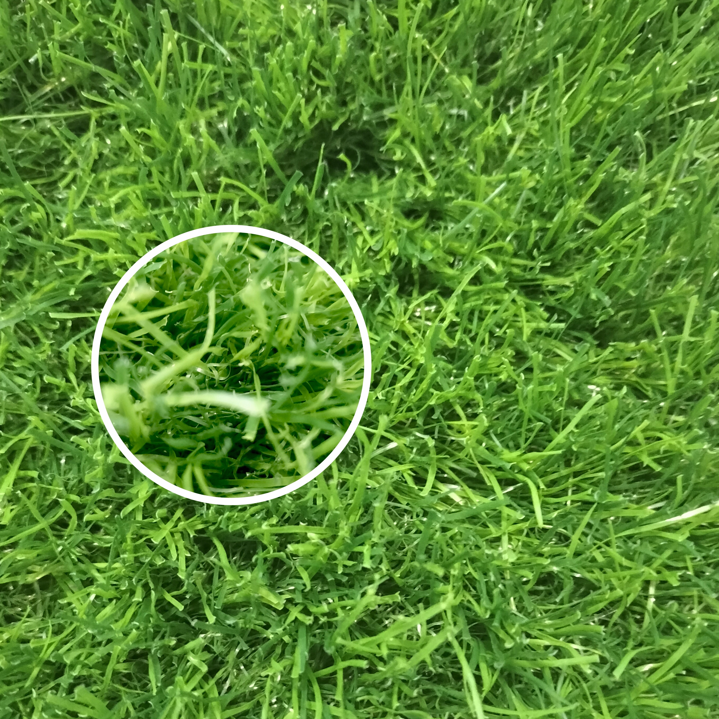 

Sztuczna Trawa Miękka Zielona 45 MM Premium 4M