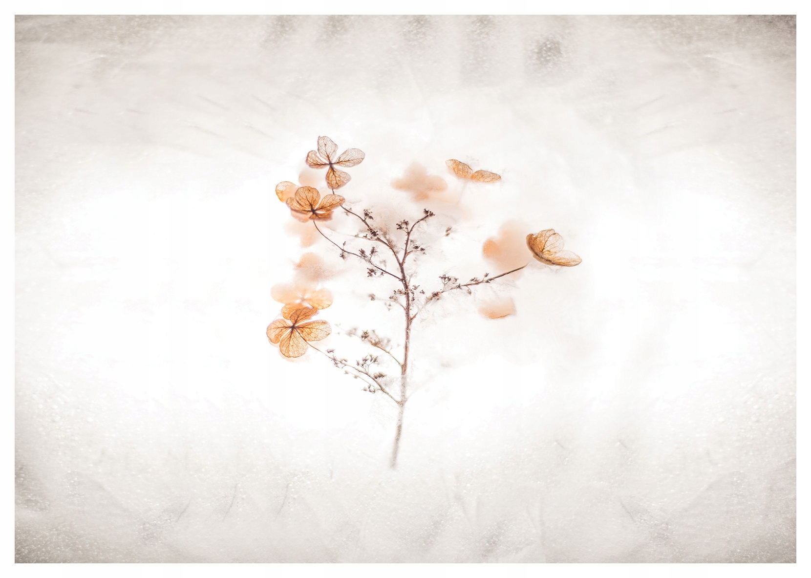 Fototapeta Hortenzie sušené bílé minimalismus vinylová 368x254 lepidlo