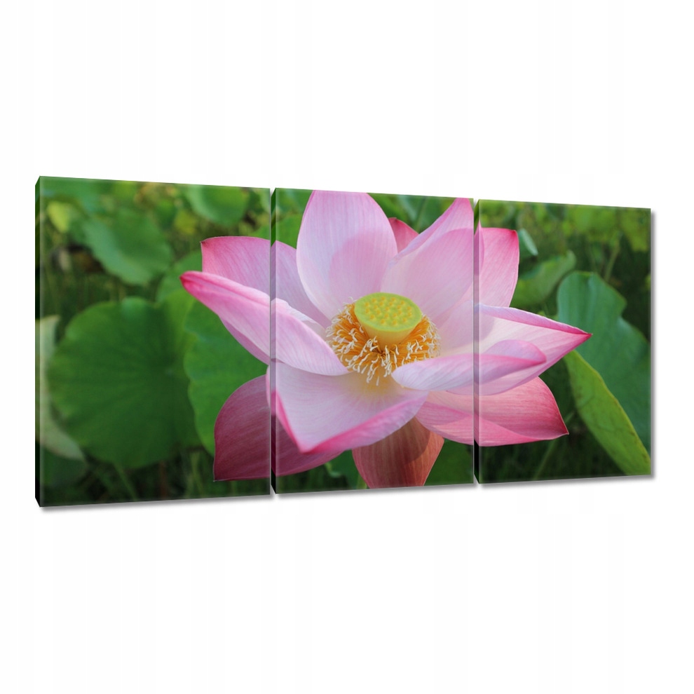 

Obrazy 120x60 Lotos Kwiat lotosu