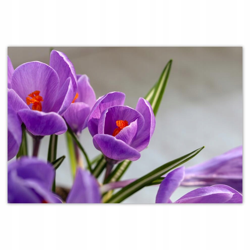 

Plakaty 60x40 Krokus Kwiaty