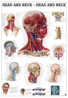 Plakat tablica anatomiczna Mięśnie głowy i szyi 70x100 cm język angielski