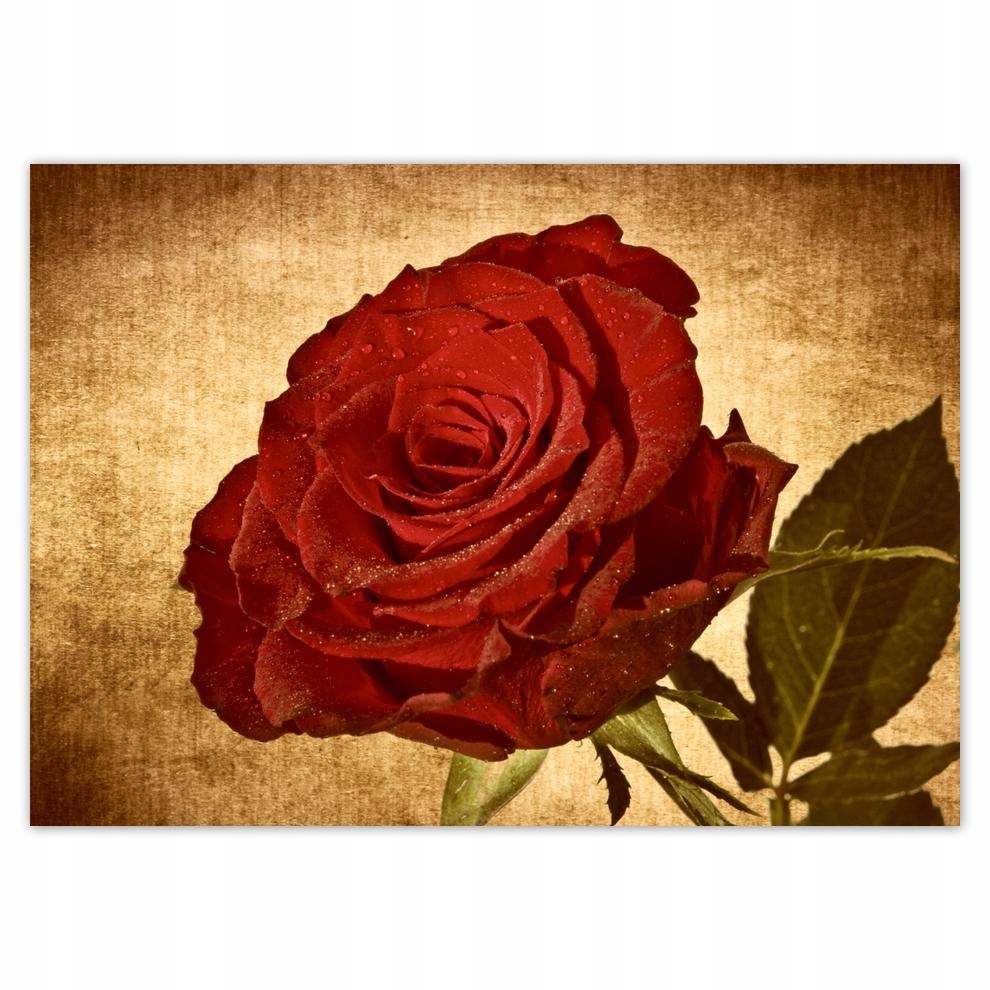 

Naklejki 70x50 Róża na tle w sepii