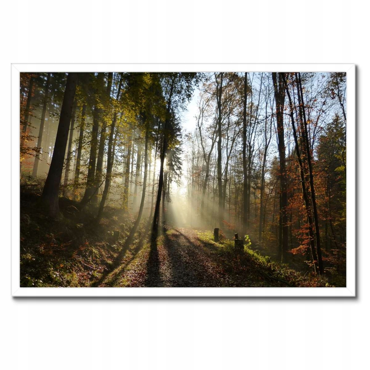 Plakáty v rámu 60x40 Východ slunce v lese
