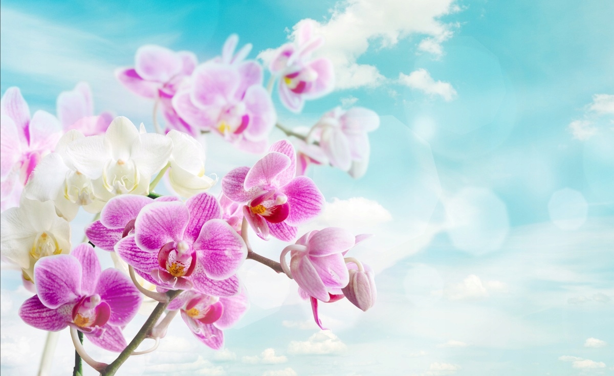 

Tapeta flizelinowa Storczyki Niebieski 416x254