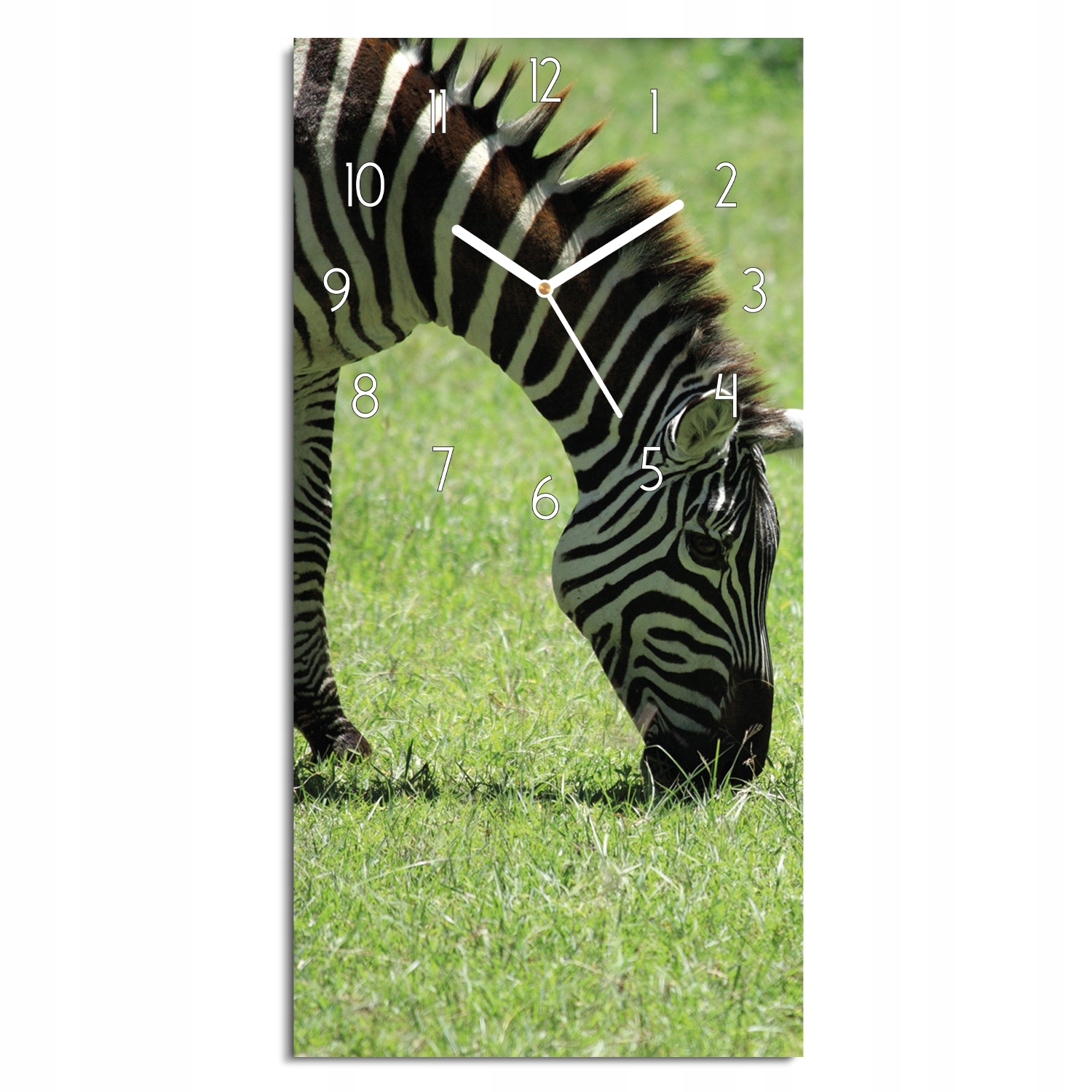 hodiny s fotografií Zebra tráva příroda černé číslice 30x60