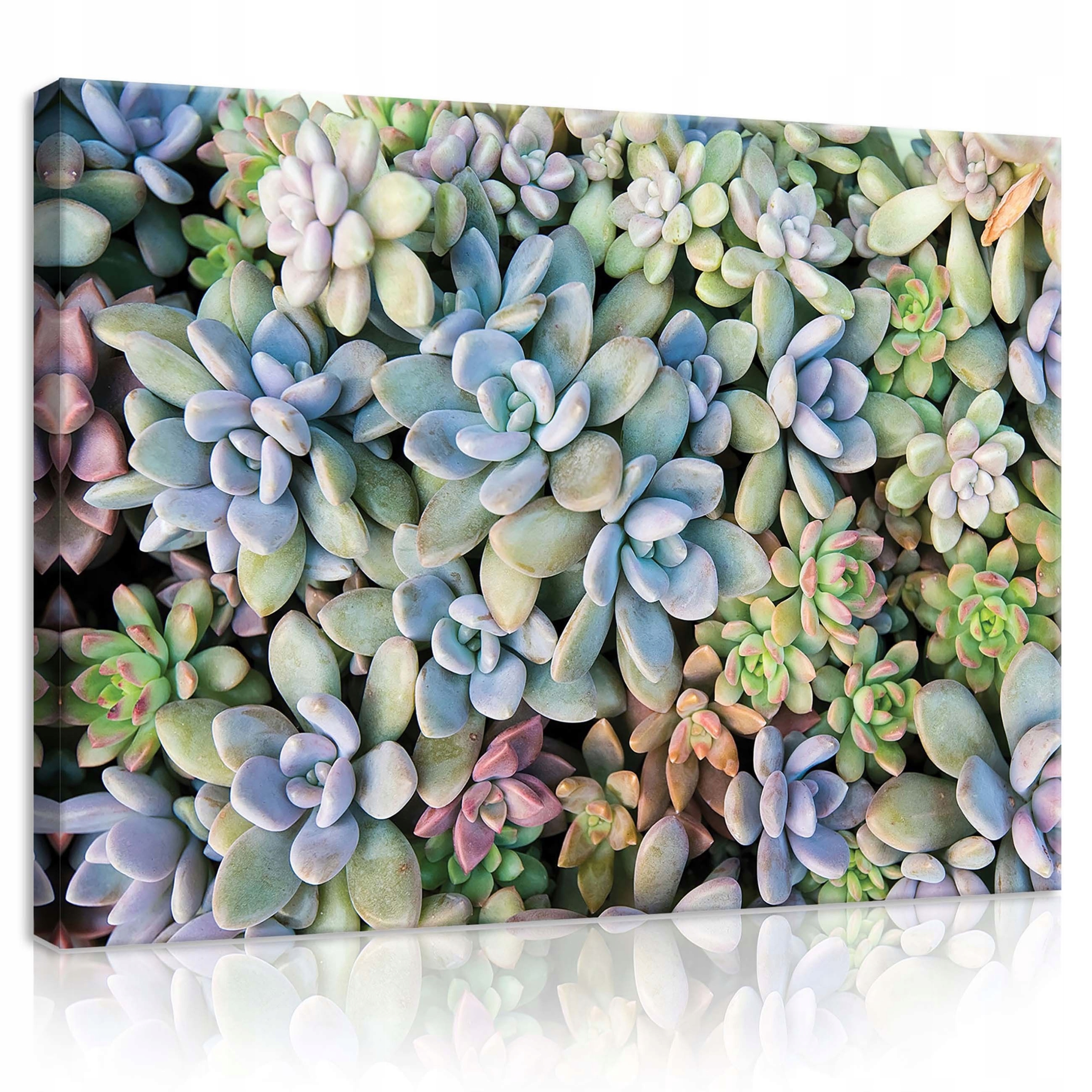 Obraz 100x75 Sukulenty rostliny přiblížení rozety listy pastely zeleň