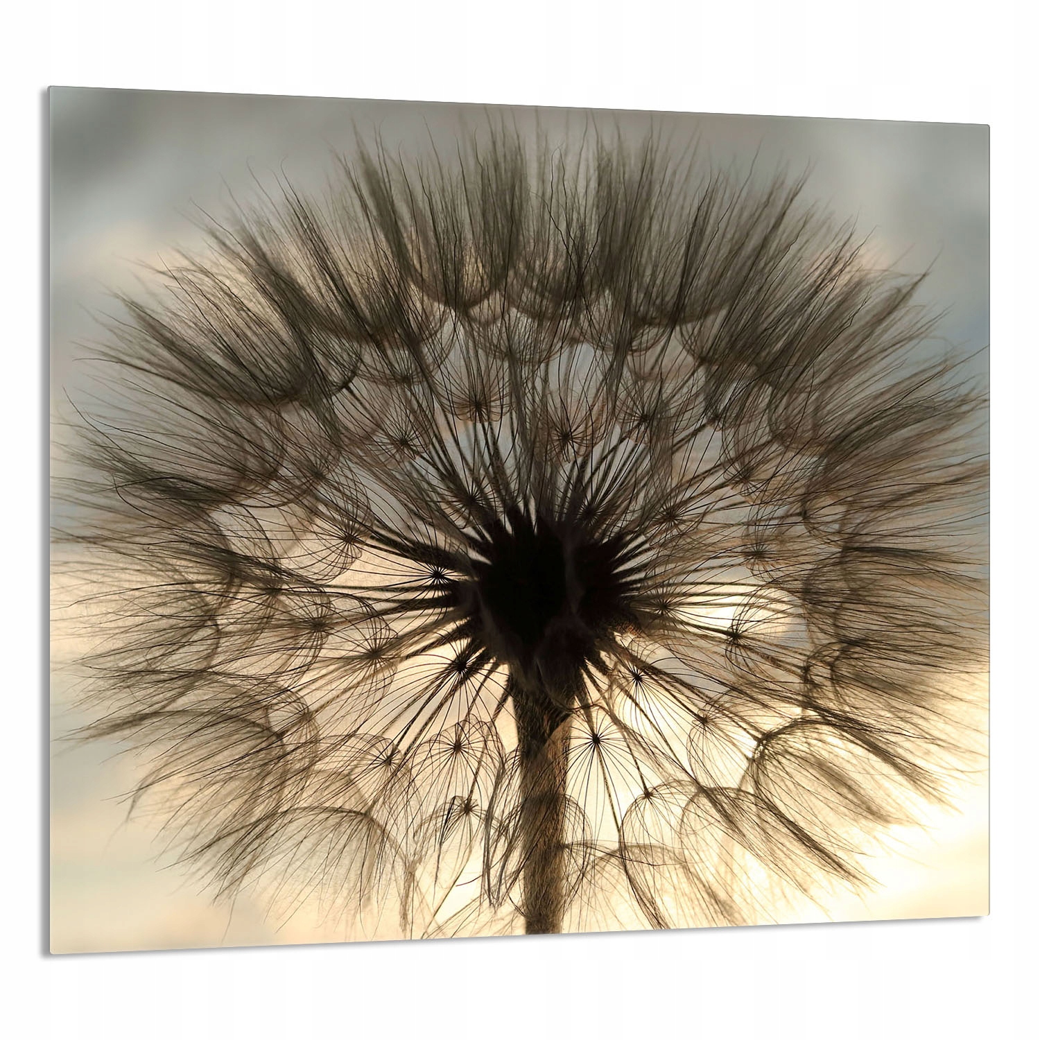 Skleněný Panel Do Kuchyně 65x60 Květ Tvrzené Sklo