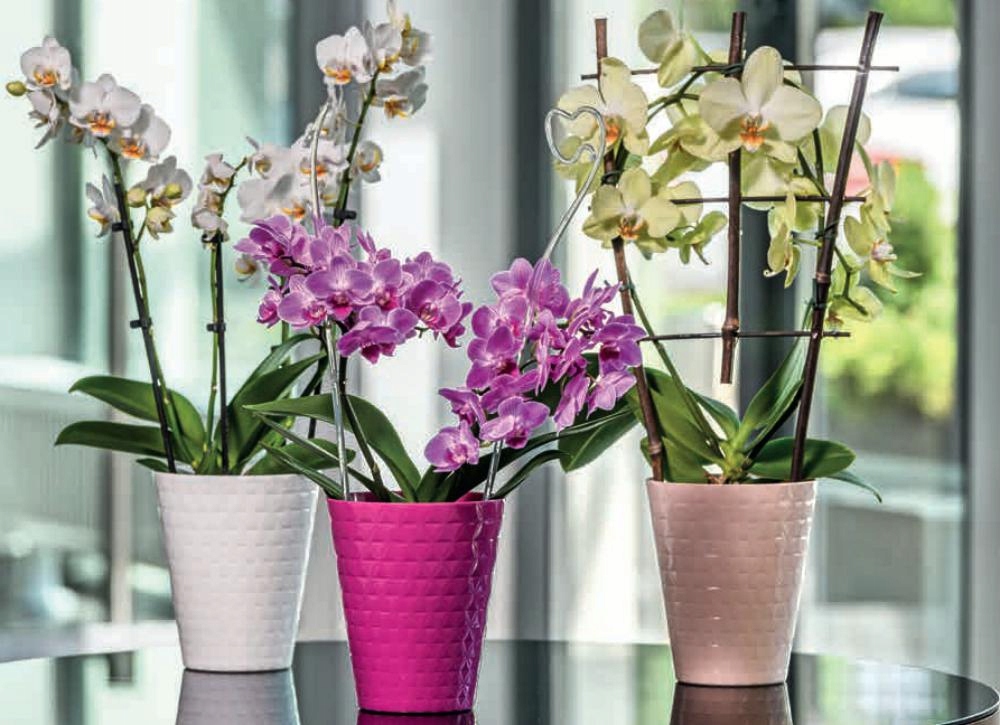 Osłonka storczykDiament petit różowa, orchidea Marka Form-Plastic