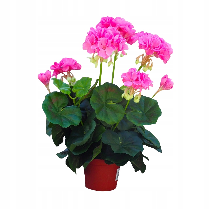

Różowa fuksjowa pelargonia w doniczce sztuczna