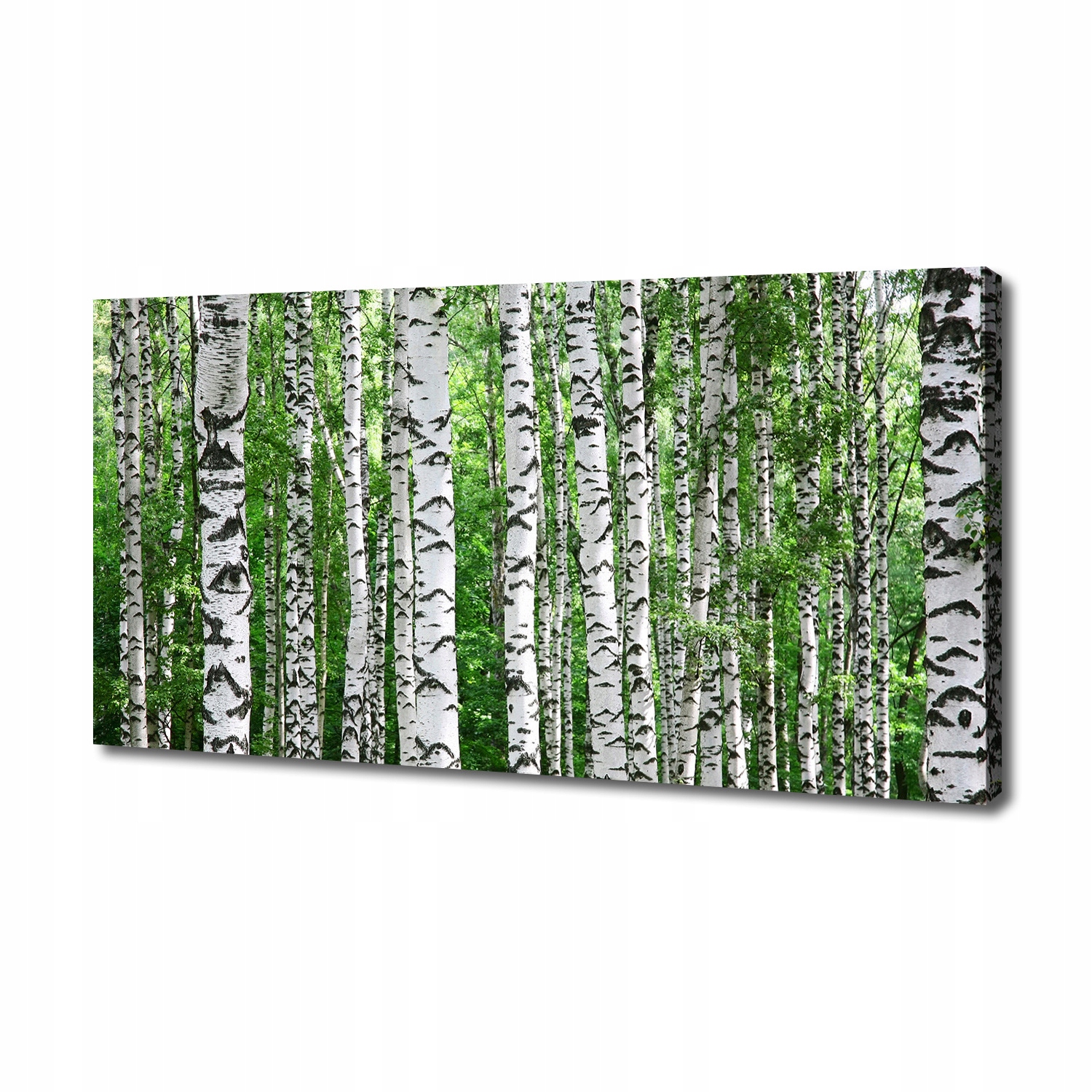 

Foto obraz duży canvas na ścianę Brzozy 140x70 cm