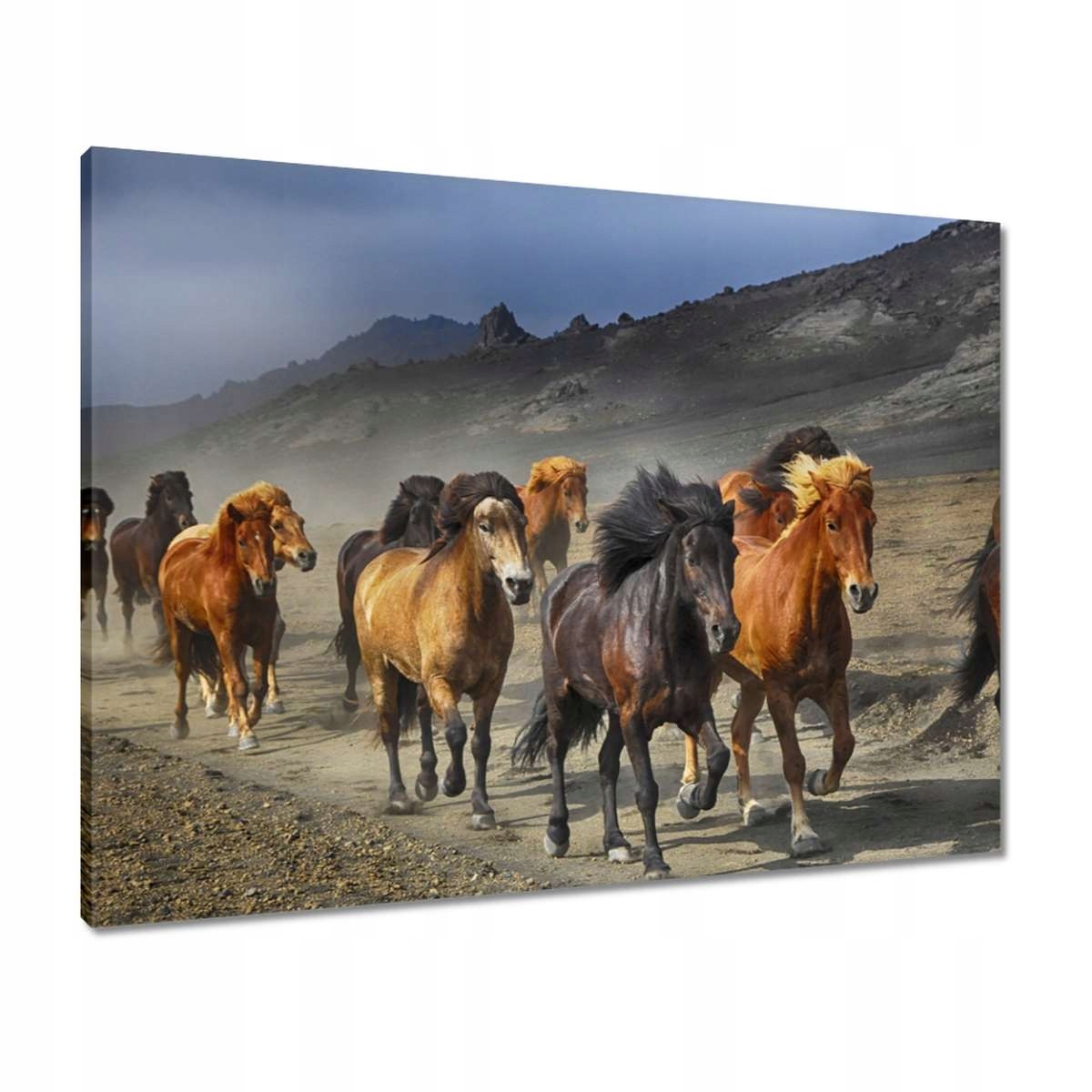 Obrazy 80x60 Kůň Jezdectví