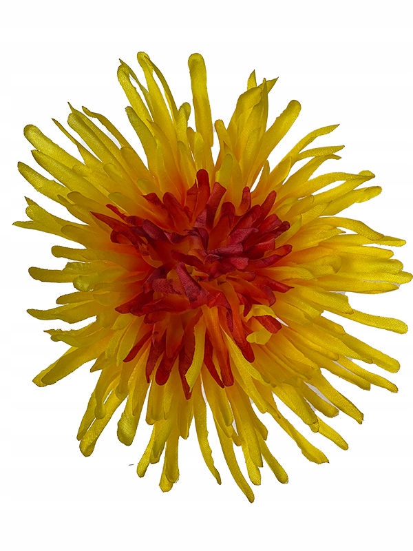 

Chryzantema Igiełkowa główka wyrobowa Cerise Yello