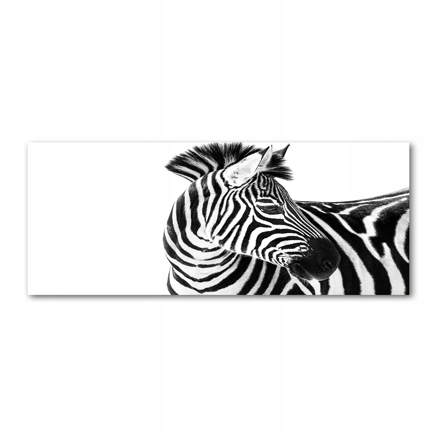 

Foto-obraz akryl zdjęcie Zebra w śniegu 125x50 cm