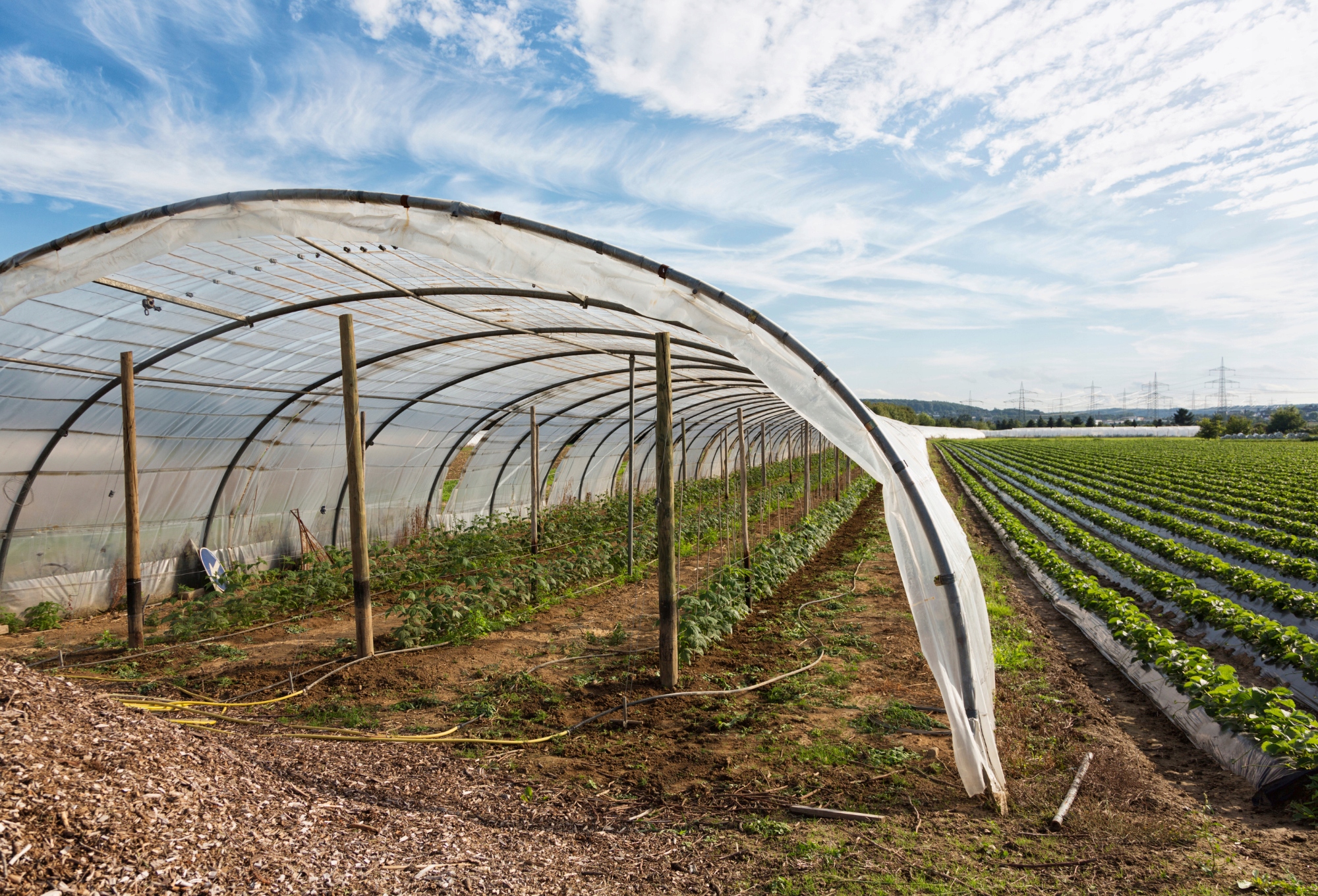 FOLIA OGRODOWA UV TUNELOWA OGRODNICZA MOCNA 6x11m Długość (cm) 1100 cm