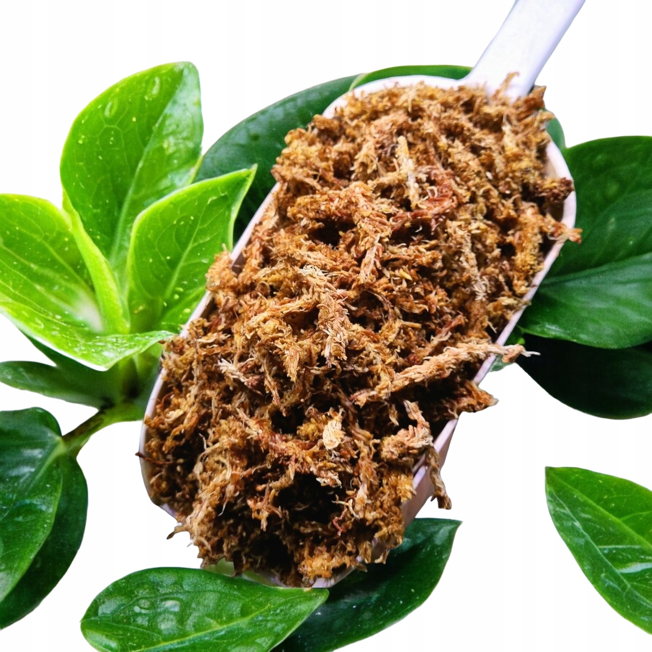 Мох сфагнум сфагнум 5л субстрат для укоренения