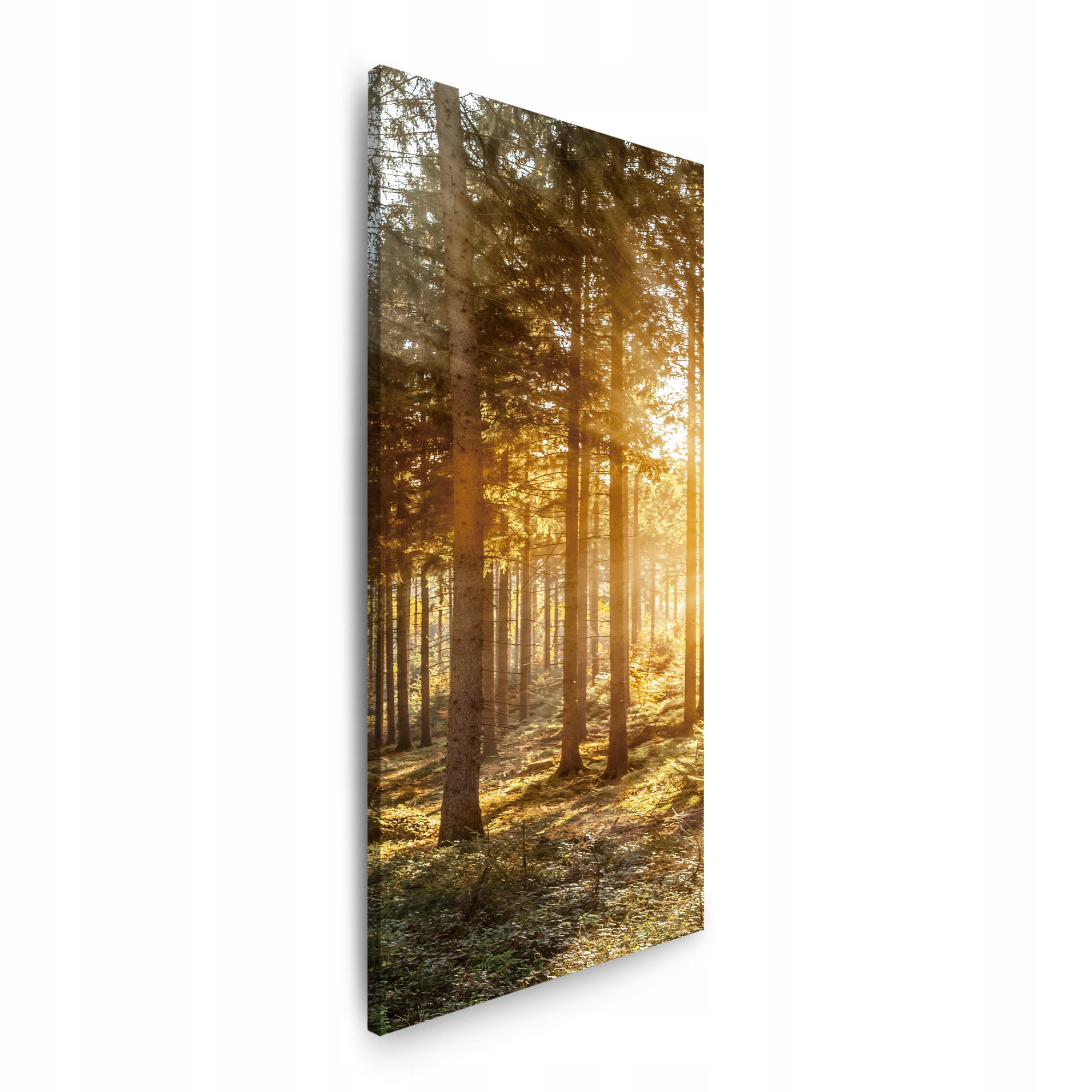 Obraz na plátně Břízy Stromy Slunce Ráno 40x120 cm
