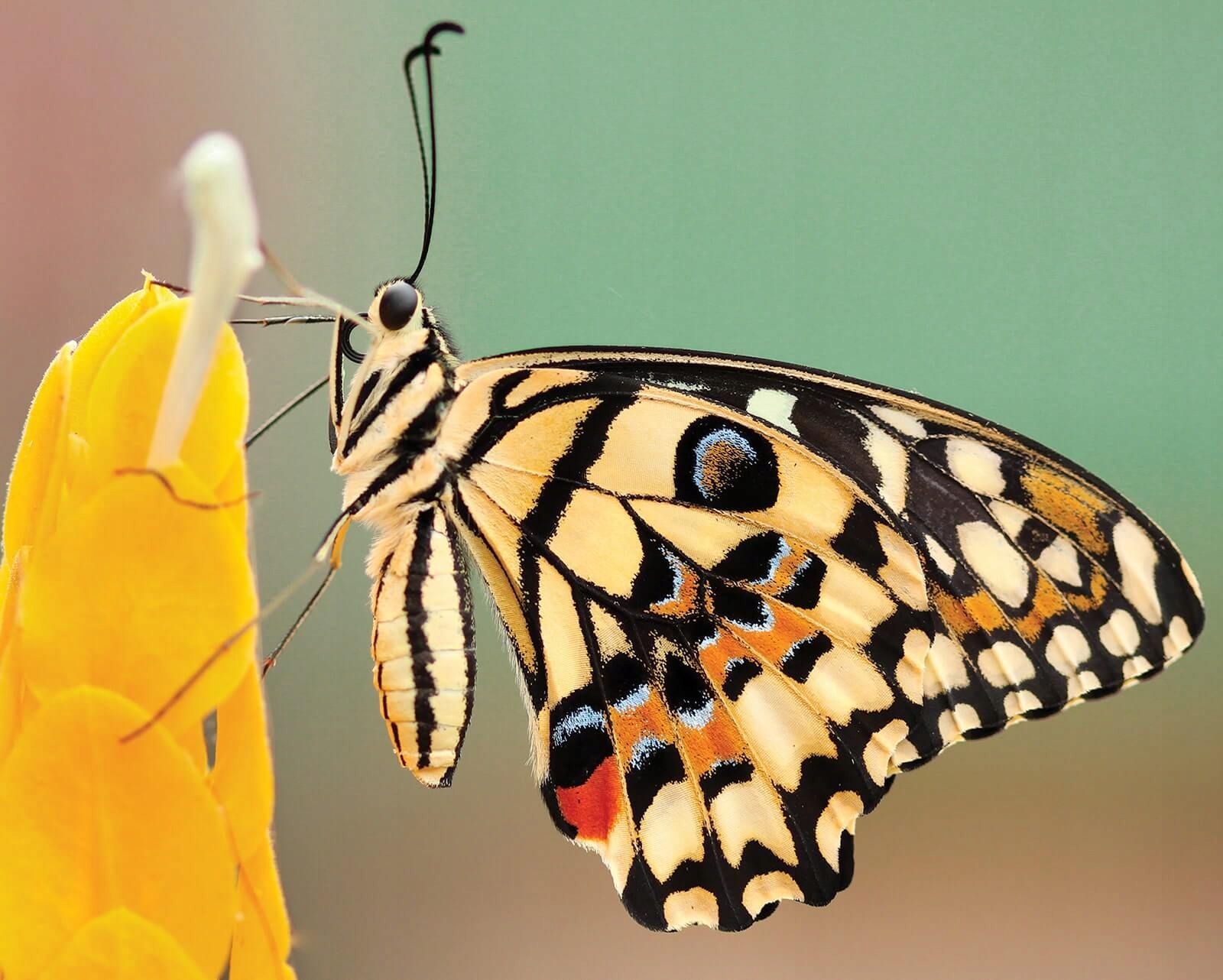 

Motyl na żółtym kwiatku łuskoskrzydłe plakat 40x50