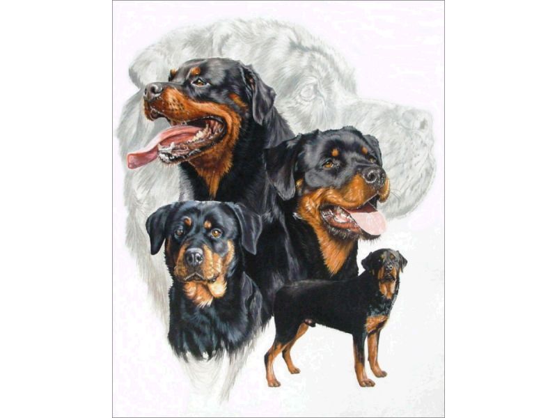 

Haft diamentowy Duży Obraz 40x30 Pies Rottweiler