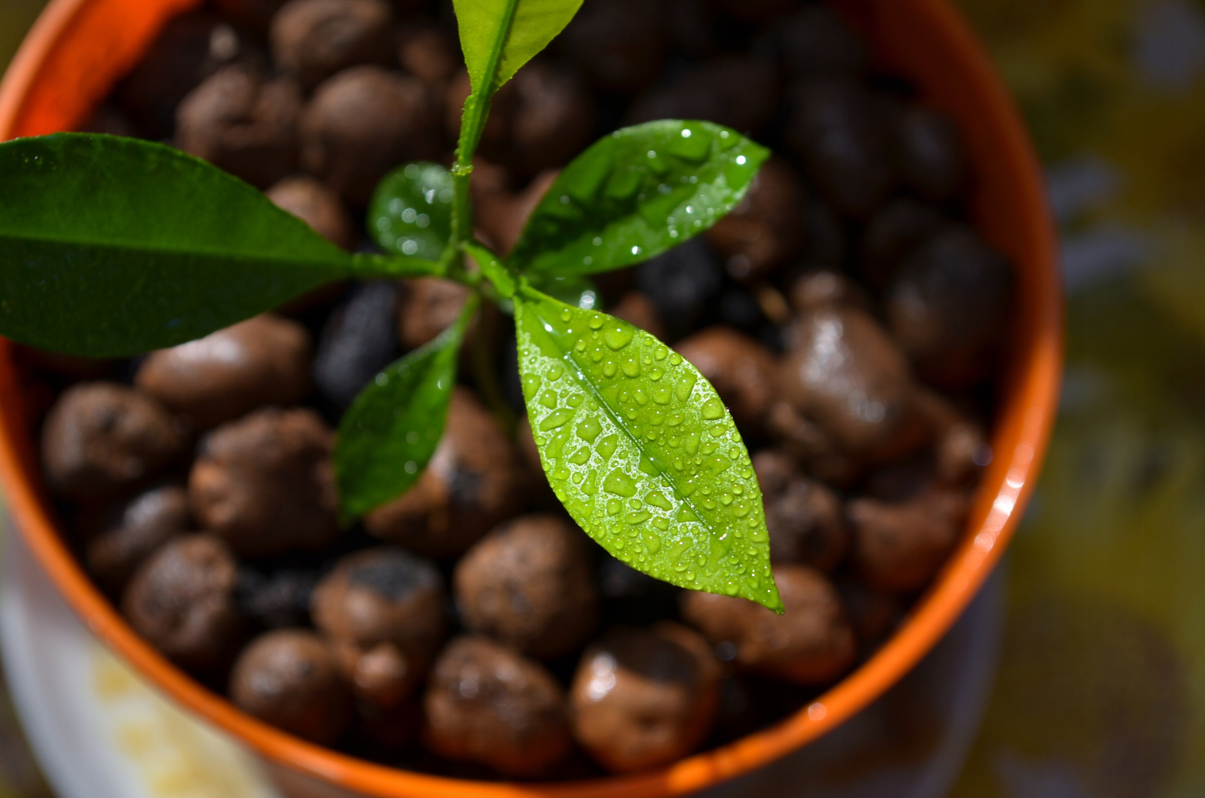 Keramzyt ogrodniczy na drenaż 5 l dodatek do podłoża Marka WapCalc